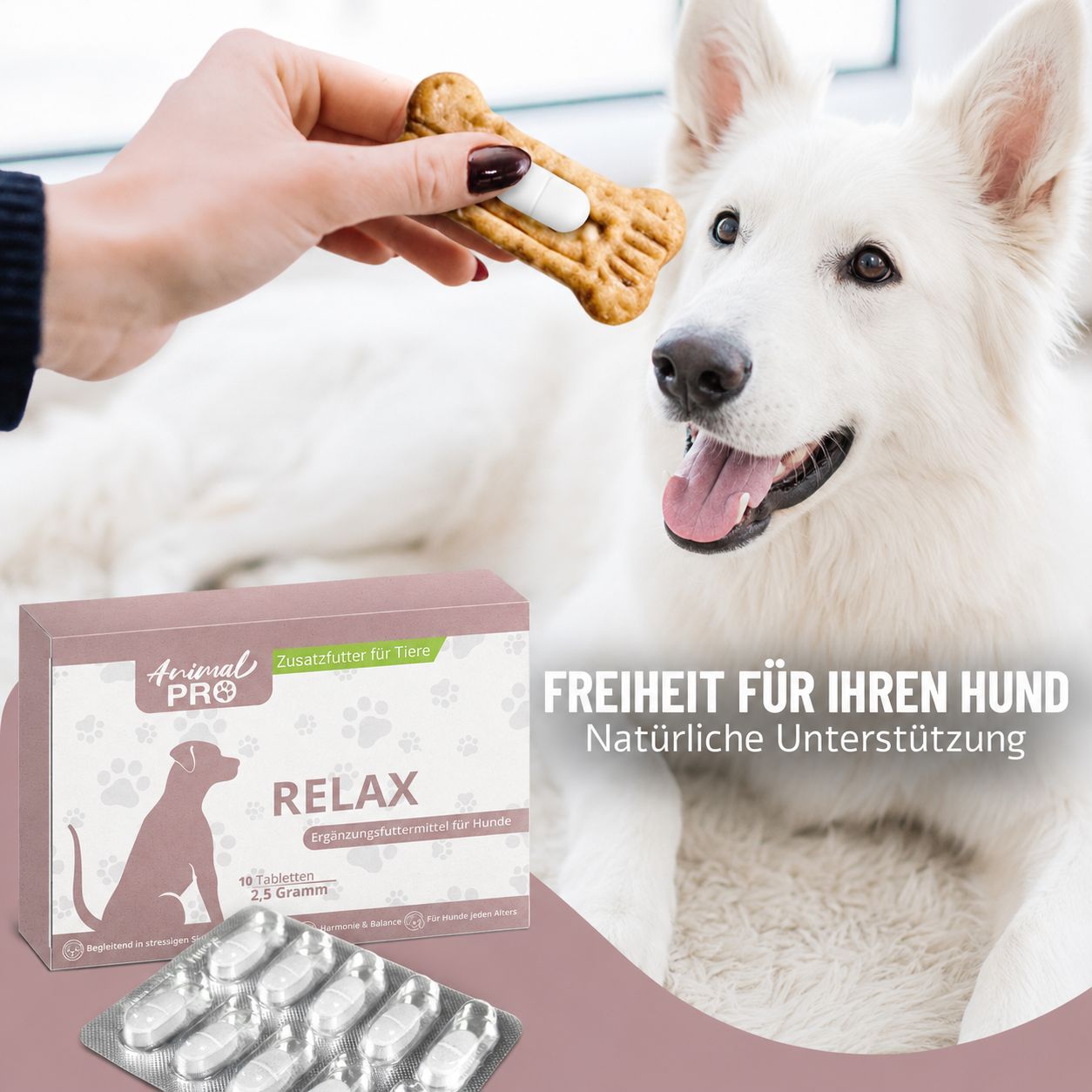 Hund frisst Leckerli mit Relax-Tablette. Verpackung und Blister daneben.