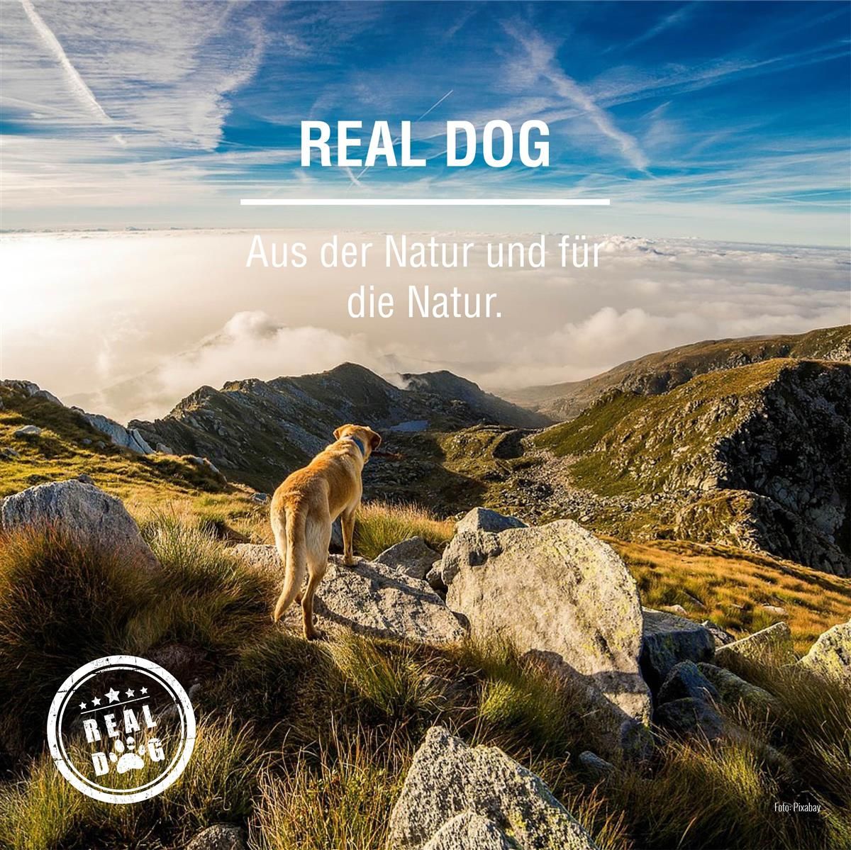 Hund auf Felsen in den Bergen. Text: Real Dog. Logo Real Dog.