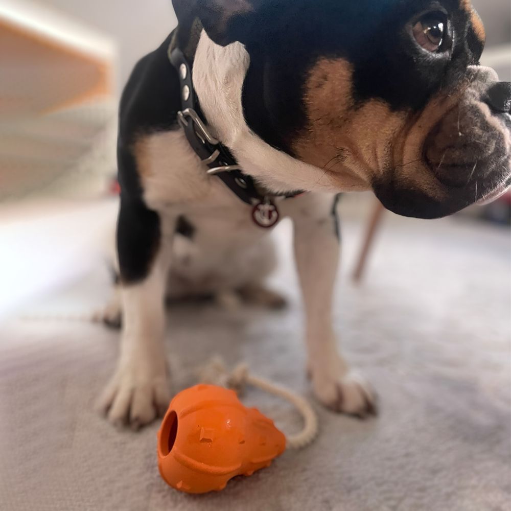 Orangefarbener Wurfkürbis mit Seil. Ein Hund sitzt davor.