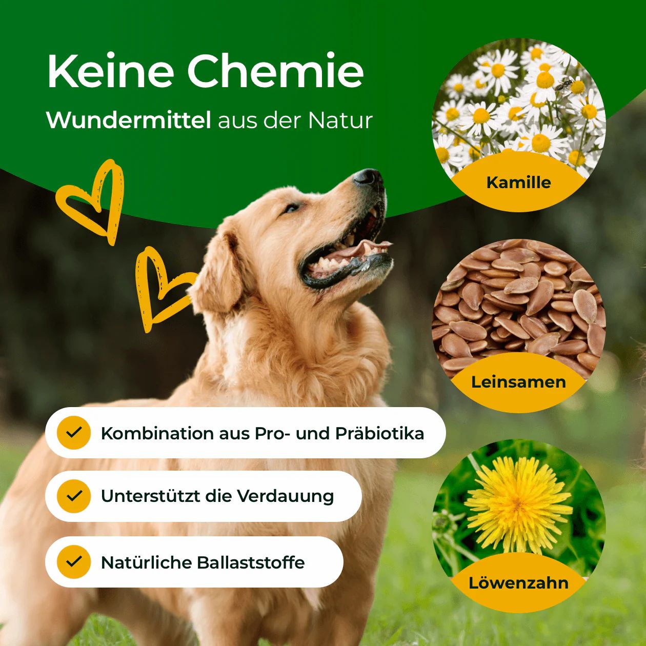 Goldener Retriever, Blick nach oben. Kamille, Leinsamen und Löwenzahn abgebildet. Text: Kombination aus Pro- und Präbiotika, unterstützt die Verdauung, natürliche Ballaststoffe.