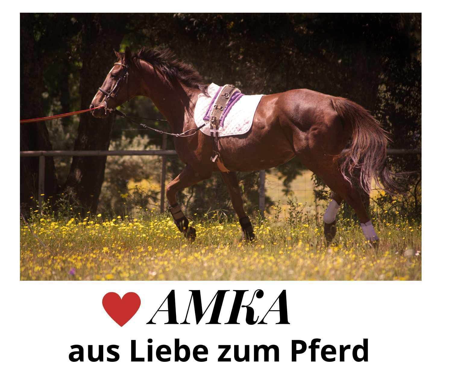 Braunes Pferd mit Sattel und Kappzaum auf einer Wiese mit gelben Blumen. Text: AMKA, aus Liebe zum Pferd.