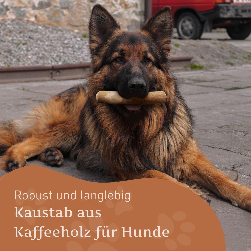 Deutscher Schäferhund mit Kaffeeholz-Kaustab im Maul. Text: Robuster Kaustab aus Kaffeeholz für Hunde.