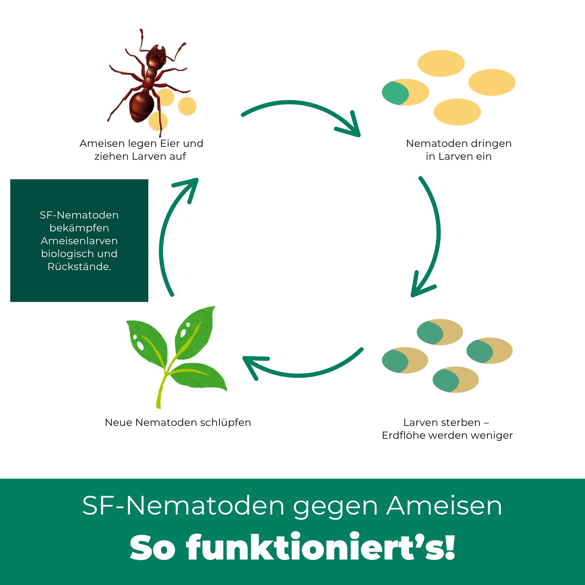 Diagramm des Lebenszyklus von SF-Nematoden zur Bekämpfung von Ameisen. Zeigt Ameisen, Larven, Nematoden und Pflanzen.