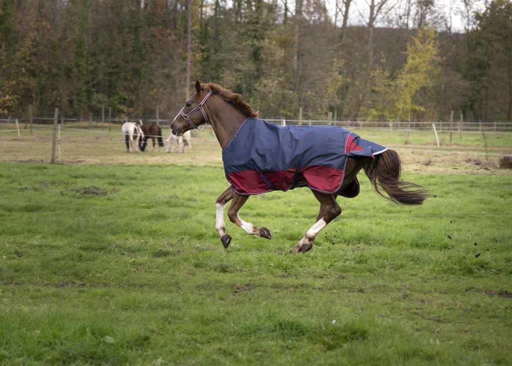 Pferd mit blau-roter Decke galoppiert auf einer Wiese. Im Hintergrund weitere Pferde.