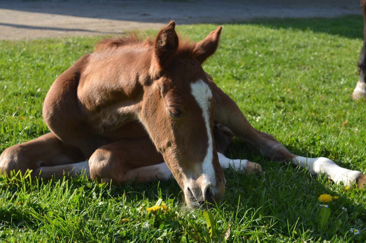 Fohlen liegt im Gras. Braunes Fell, weiße Blesse. Liegt auf der Seite.