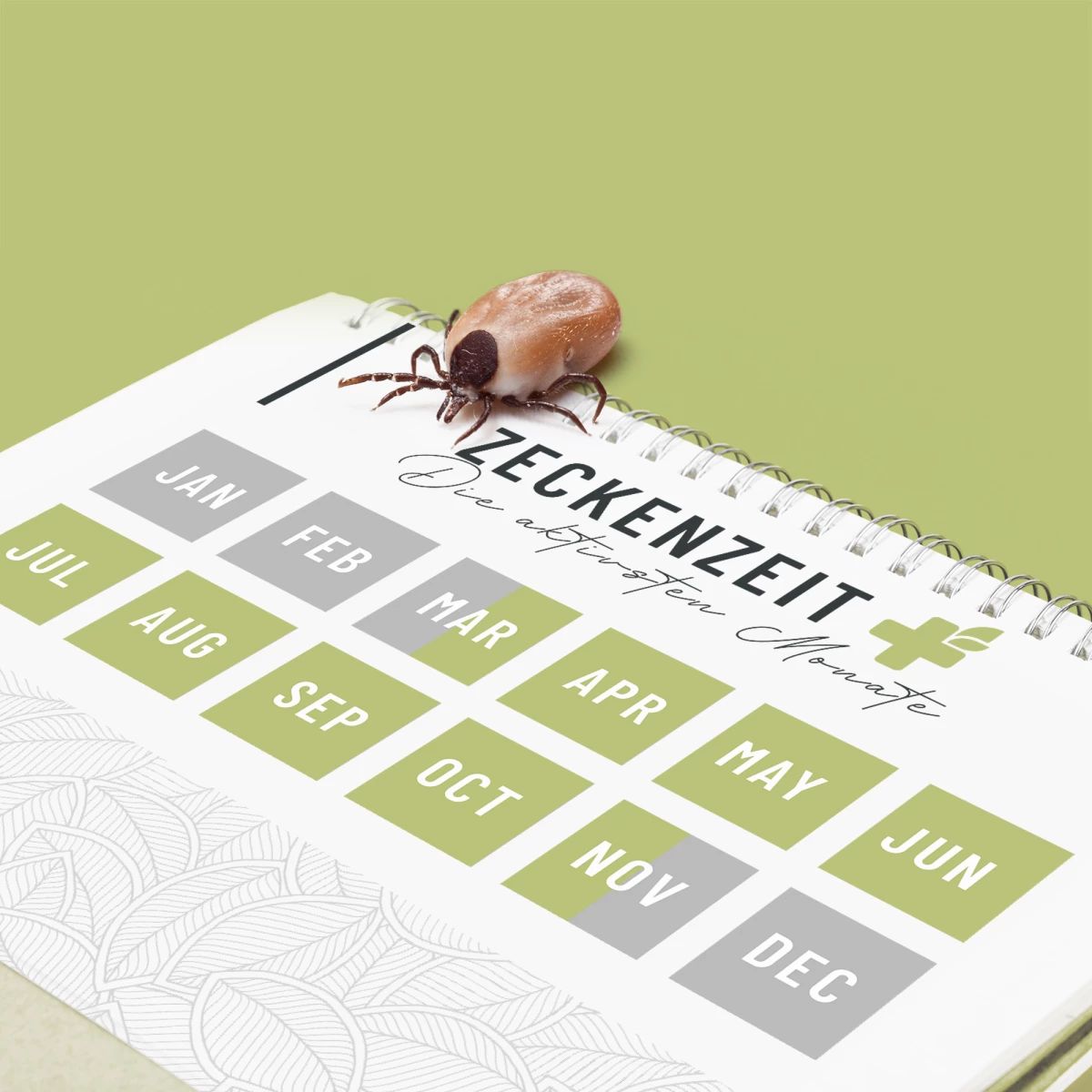 Kalender mit Zeckenzeit-Aufschrift. Zecke auf dem Kalender. Monate: Jan, Feb, Mär, Apr, Mai, Jun, Jul, Aug, Sep, Okt, Nov, Dez.