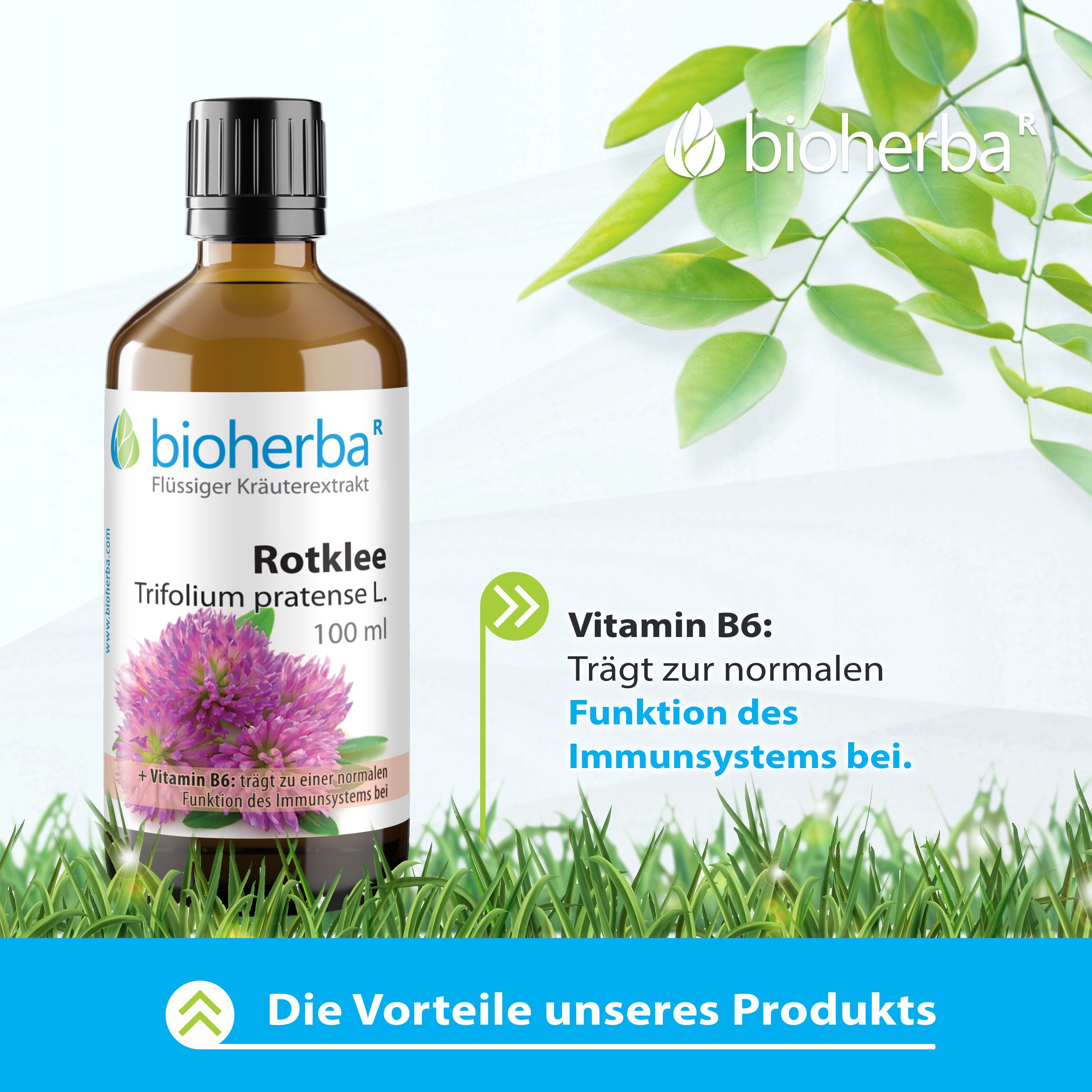 Braune Glasflasche mit Etikett. Bioherba Rotklee Tinktur, Kleeblüte-Illustration, Text: Vitamin B6, Vorteile des Produkts.