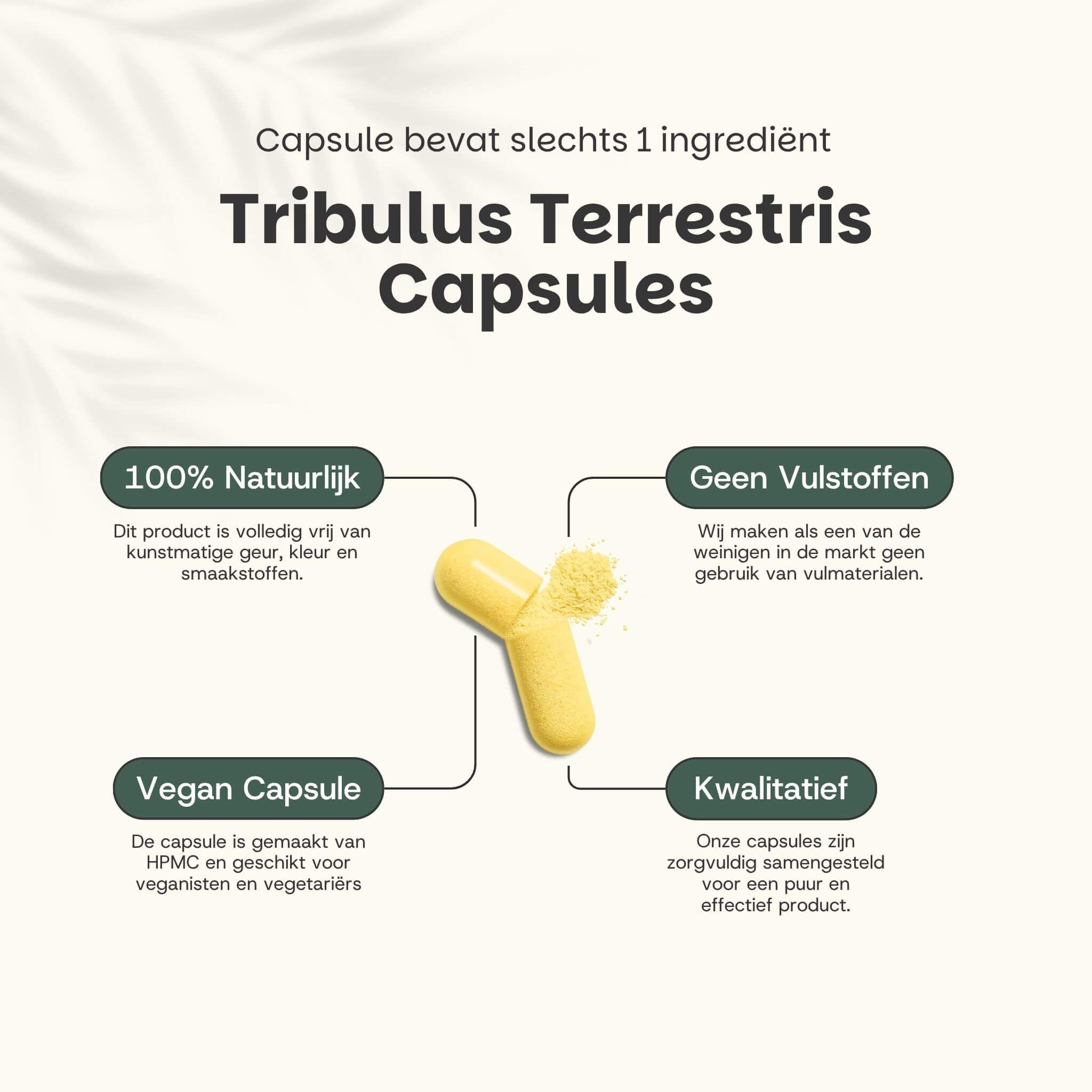 Gelbe Kapsel mit Tribulus Terrestris Pulver. Beschriftung: 'Tribulus Terrestris Capsules'.