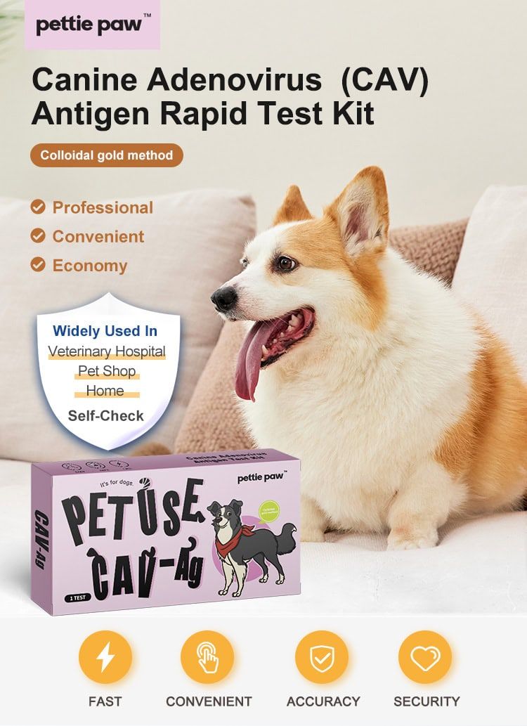 Hund sitzt neben Verpackung des Caniner Adenovirus-Antigentests. "PETUSE CAV-Ag" und Hundemotiv sichtbar.