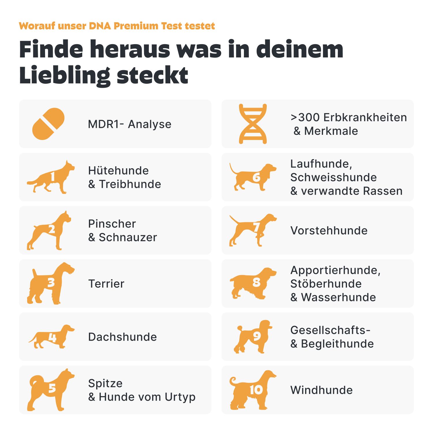Infografik: DNA Premium Test-Inhalte. MDR1-Analyse, Hütehunde, Vorstehhunde, Terrier, Dackel, Spitze, Windhunde, etc. Illustrationen.