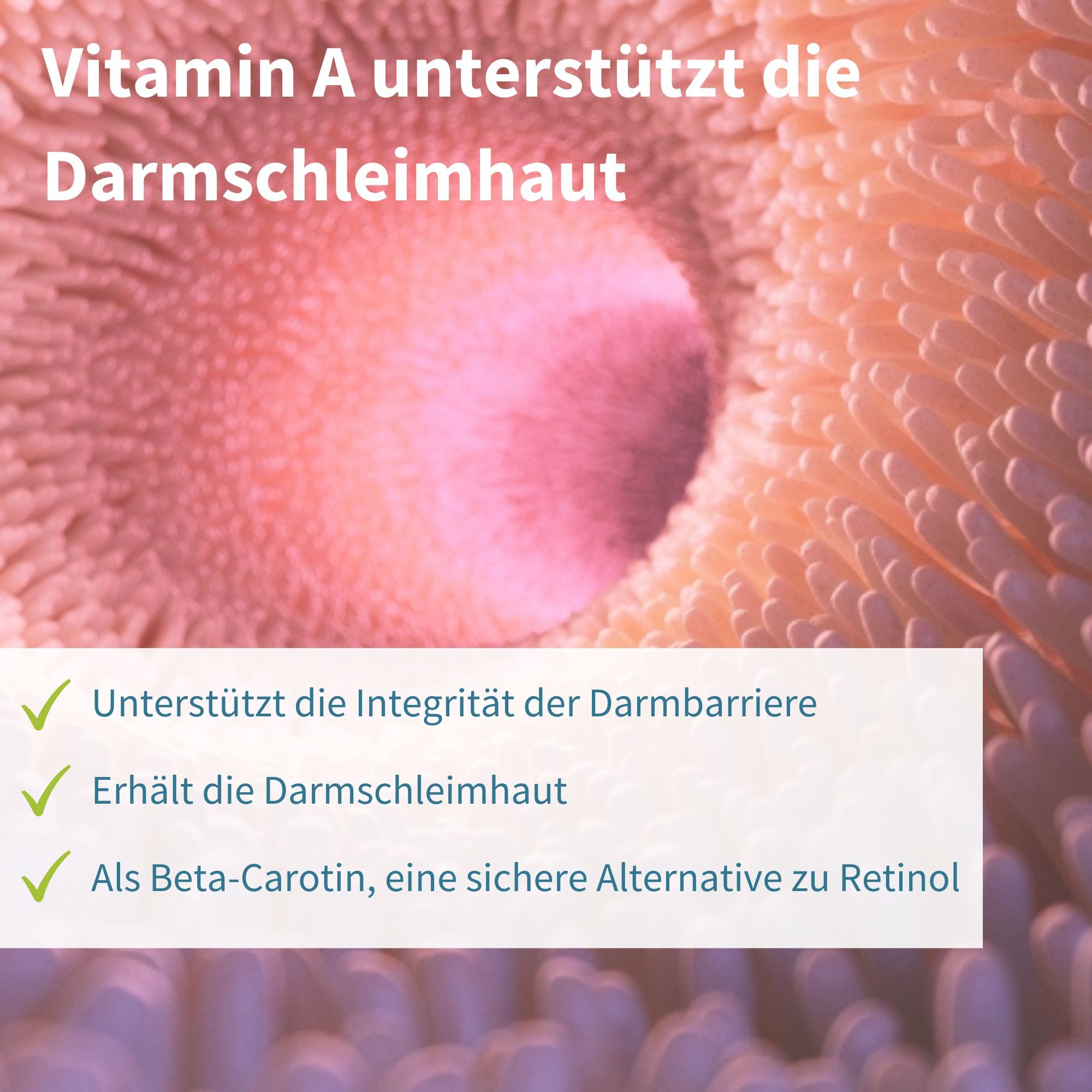 Vitamin A unterstützt die Darmhaut und die Darmbarriere, als Beta-Carotin.