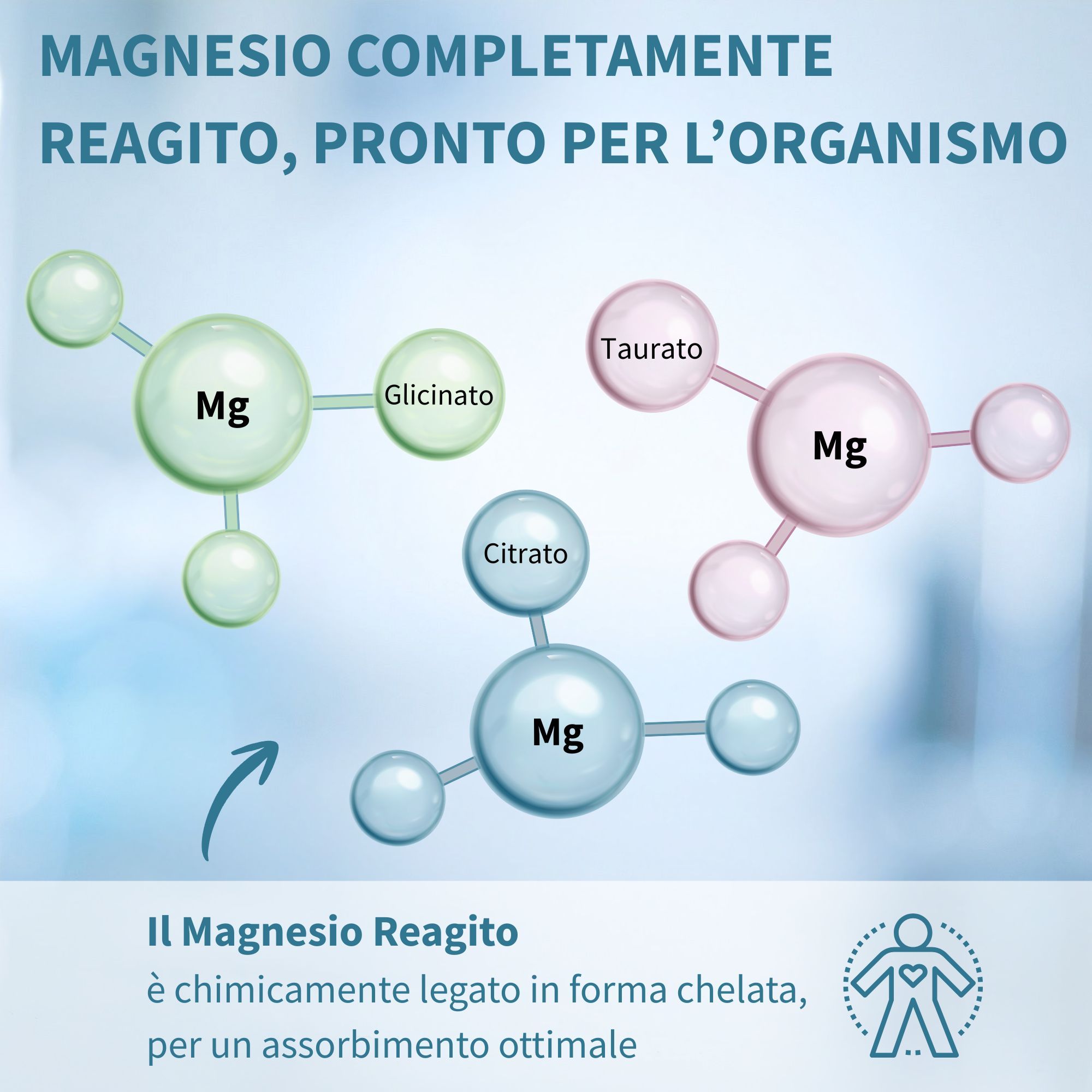 Grafik zeigt Magnesium-Moleküle (Mg) verbunden mit Glycinat, Taurat und Citrat.