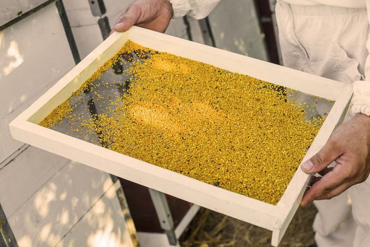 Holzrahmen mit Blütenpollen. Der Rahmen wird von Händen gehalten. Der Pollen ist gelb.