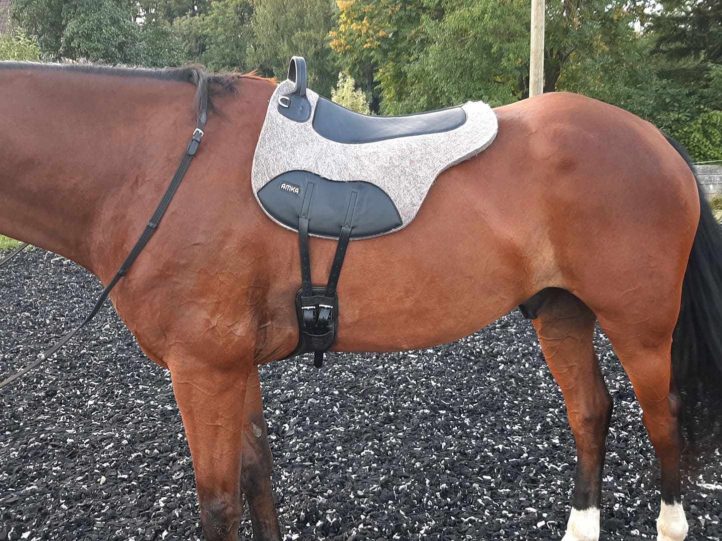 Reitkissen auf einem Pferd. Braunes Pferd mit Reitkissen. Schwarze Gurte.