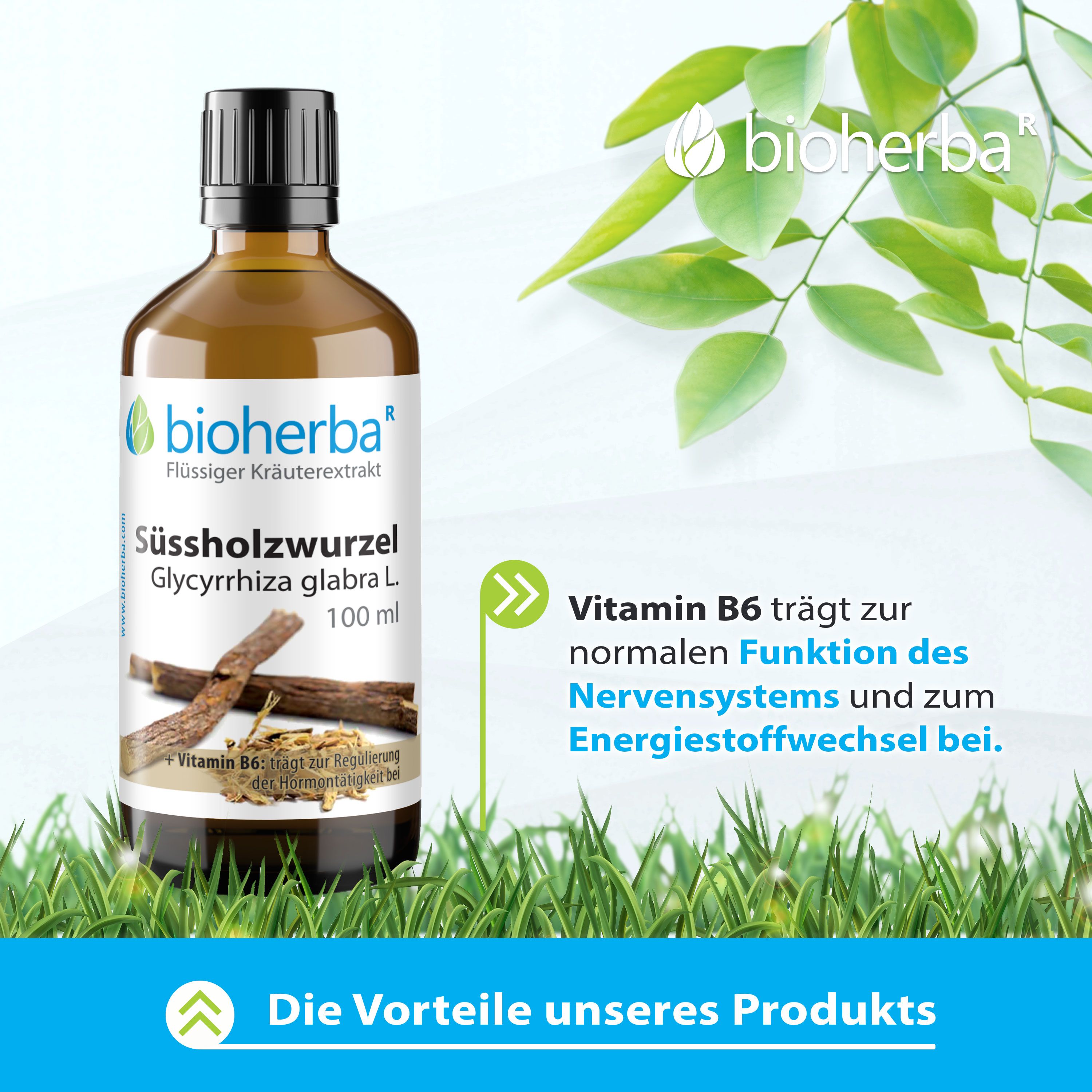 Bioherba Süssholzwurzel, Glycyrrhiza glabra L. Tinktur, 100 ml Flasche. Vitamin B6 für Nervensystem und Energiestoffwechsel. Grün-weißer Hintergrund.