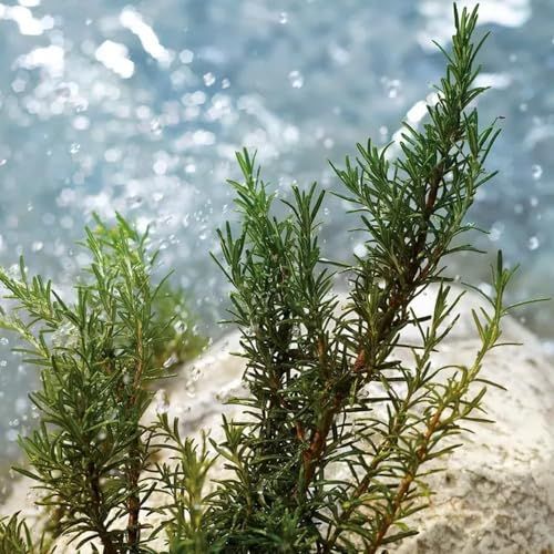 Grüne Rosmarinzweige mit Blättern, vor einem Hintergrund aus Wasser und Steinen. Nahaufnahme.