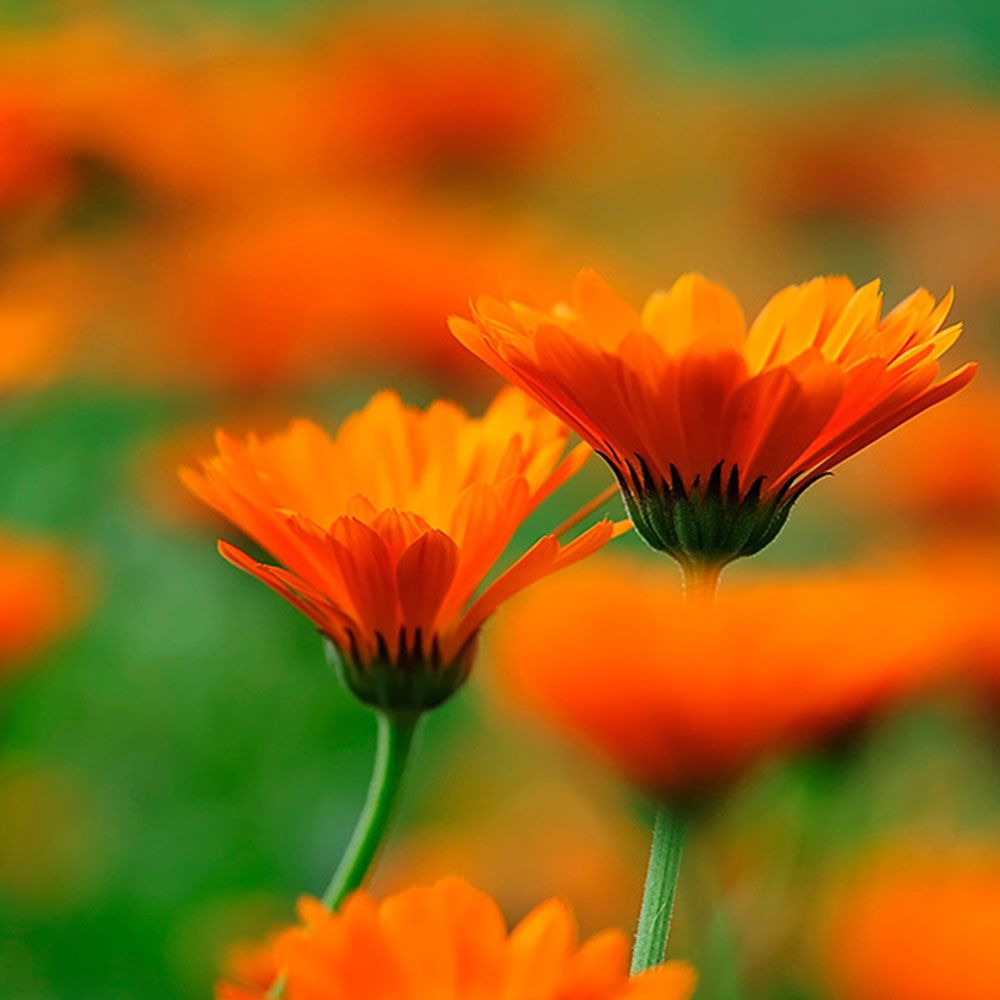 Nahaufnahme von orangefarbenen Ringelblumenblüten auf grünem Hintergrund. Mehrere Blüten im Fokus.
