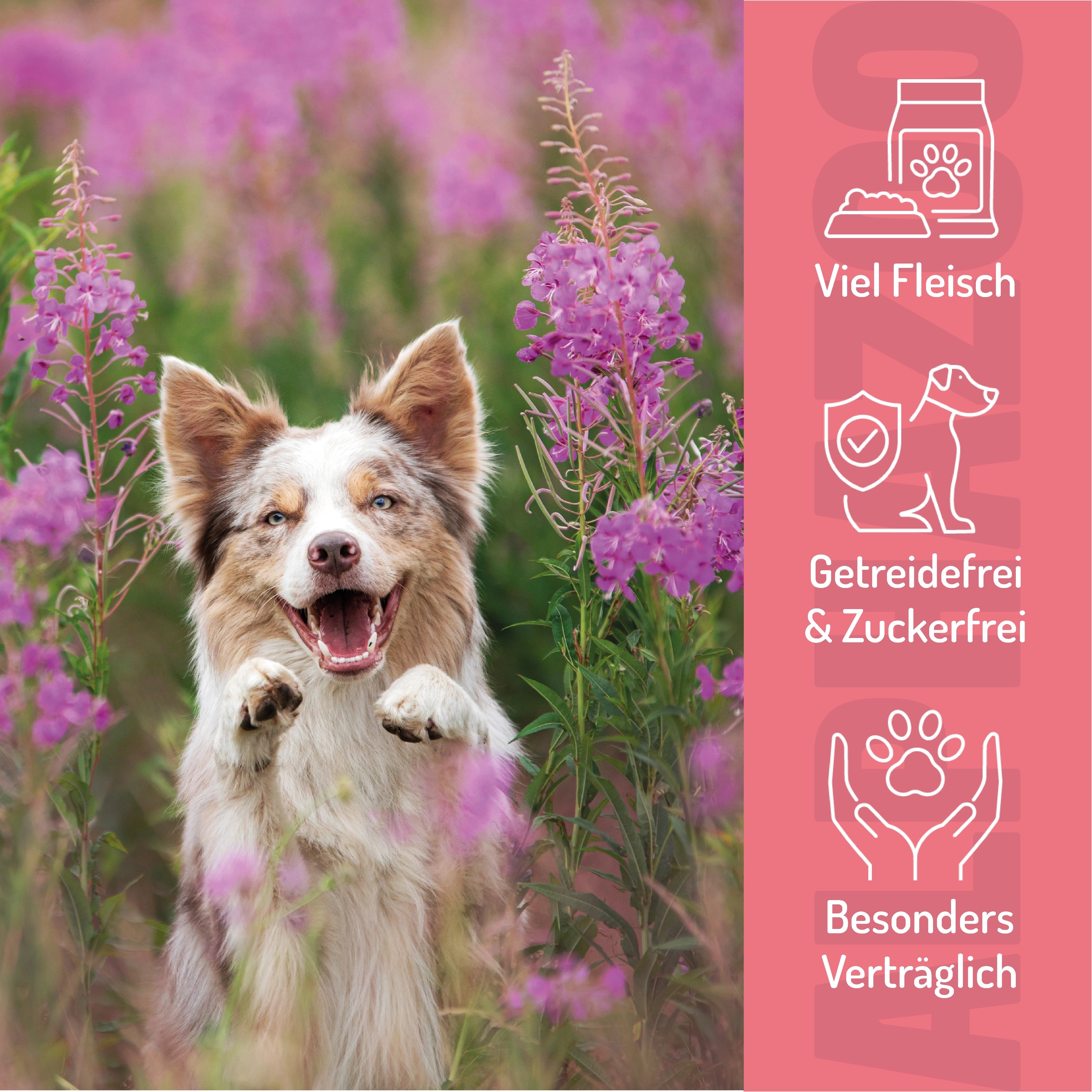 Hund in Blumenwiese. Icons: Viel Fleisch, Getreidefrei & Zuckerfrei, Besonders Verträglich. Text: alphazoo.