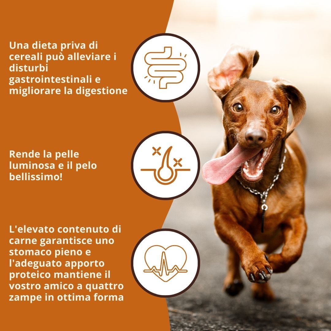 Hund rennt. Text: Verdauung, Haut, Fell, Protein. Icons: Darm, Haut, Herz.