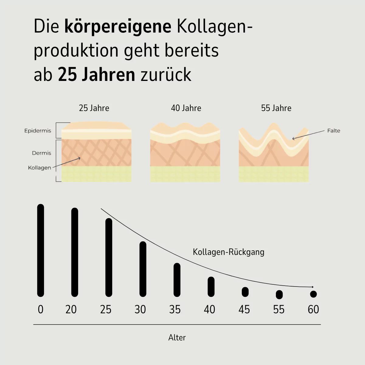Grafik: Hautschichten und Kollagen-Rückgang ab 25 Jahren. Diagramm zeigt Abnahme der Kollagenproduktion mit dem Alter.