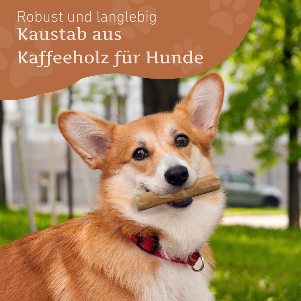 Hund mit Kaustab im Maul. Der Kaustab ist aus Kaffeeholz. Hintergrund: Grünfläche mit Bäumen.