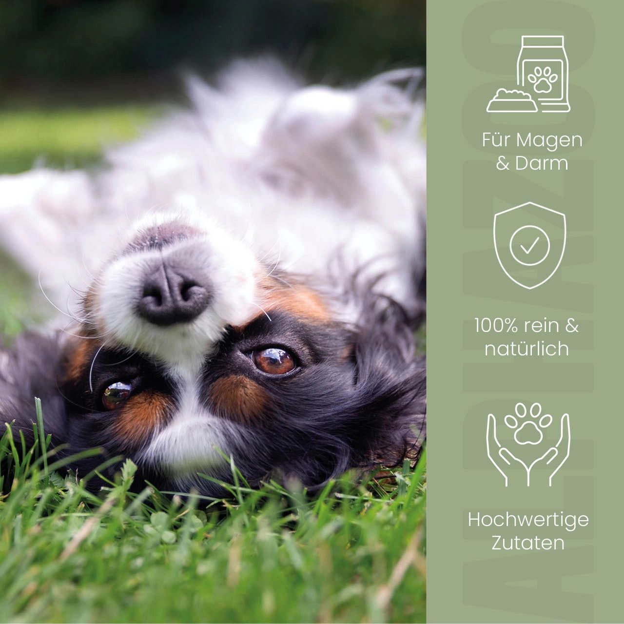 Hund liegt auf dem Rücken im Gras. Text: Für Magen & Darm, 100% rein & natürlich, hochwertige Zutaten.