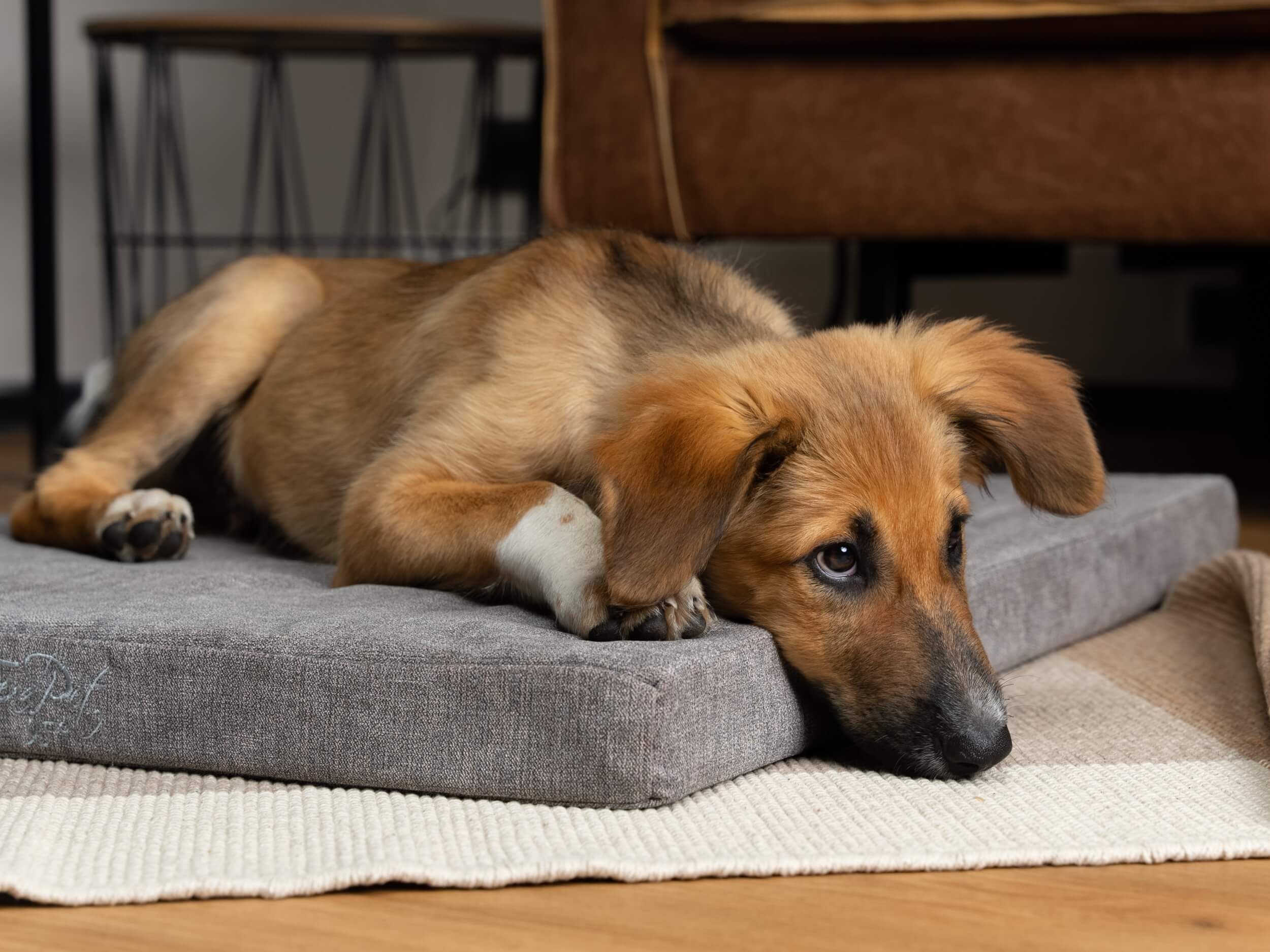 Hund liegt auf einer grauen orthopädischen Matratze. Der Hund ist hellbraun mit weißen Pfoten.