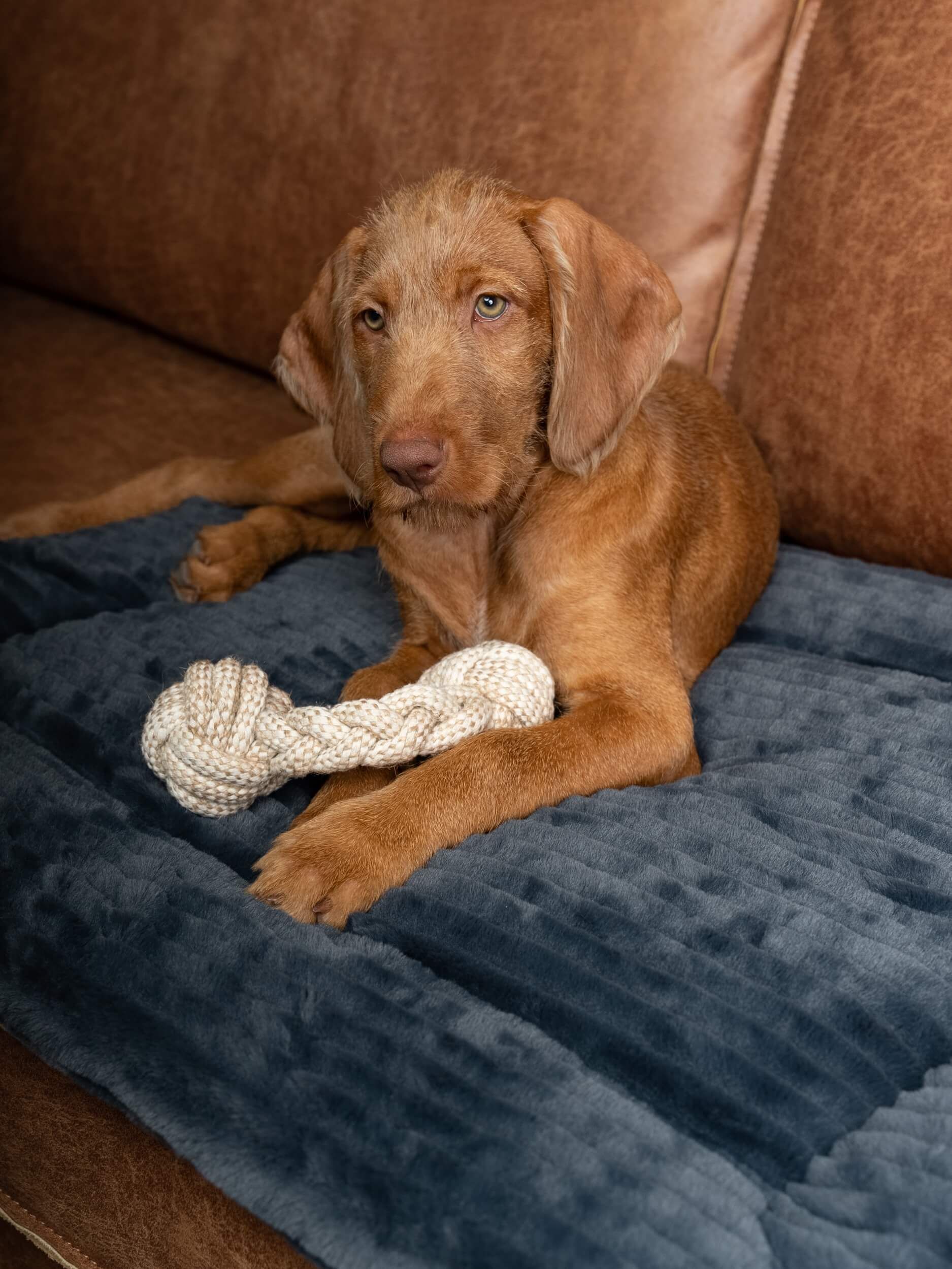 Hund liegt auf grauer, gefütterter Liegedecke mit Spielzeug. Decke mit geriffelter Oberfläche.