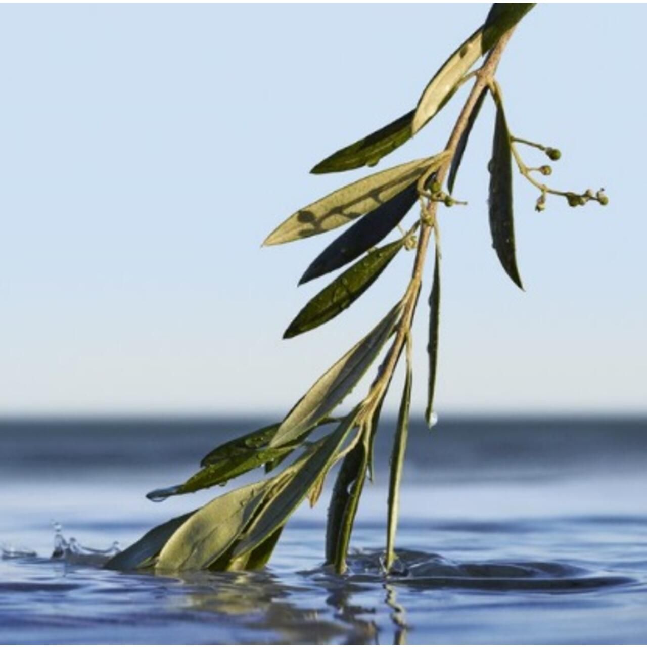 Zweig mit Blättern im Wasser. Grüne Blätter, teilweise unter Wasser. Hintergrund: Wasser und Himmel.
