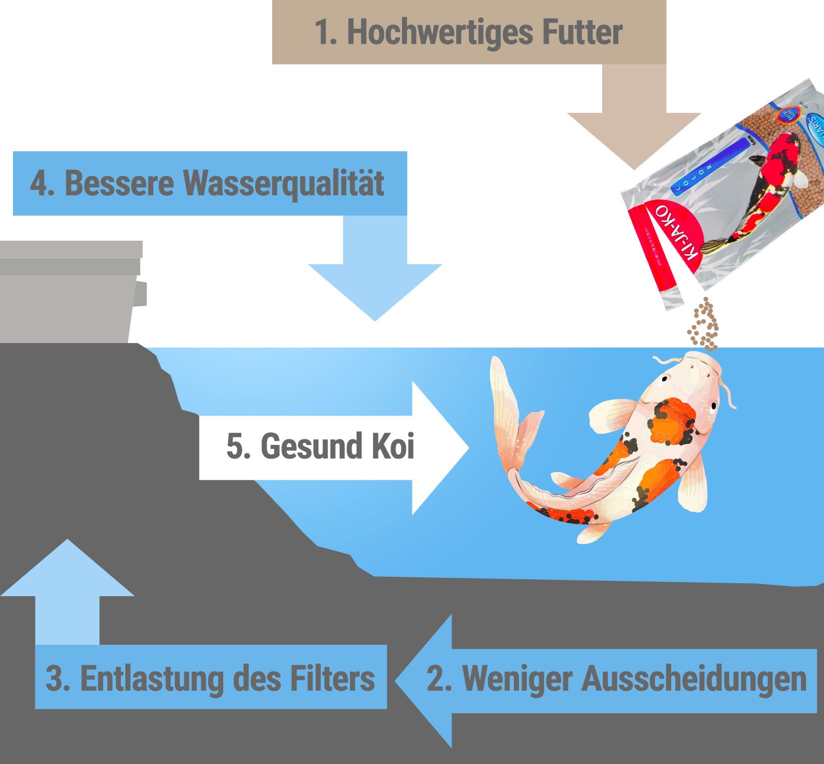 Diagramm: Koifutter, Wasserqualität, Koi-Gesundheit. Pfeile zeigen den Kreislauf.