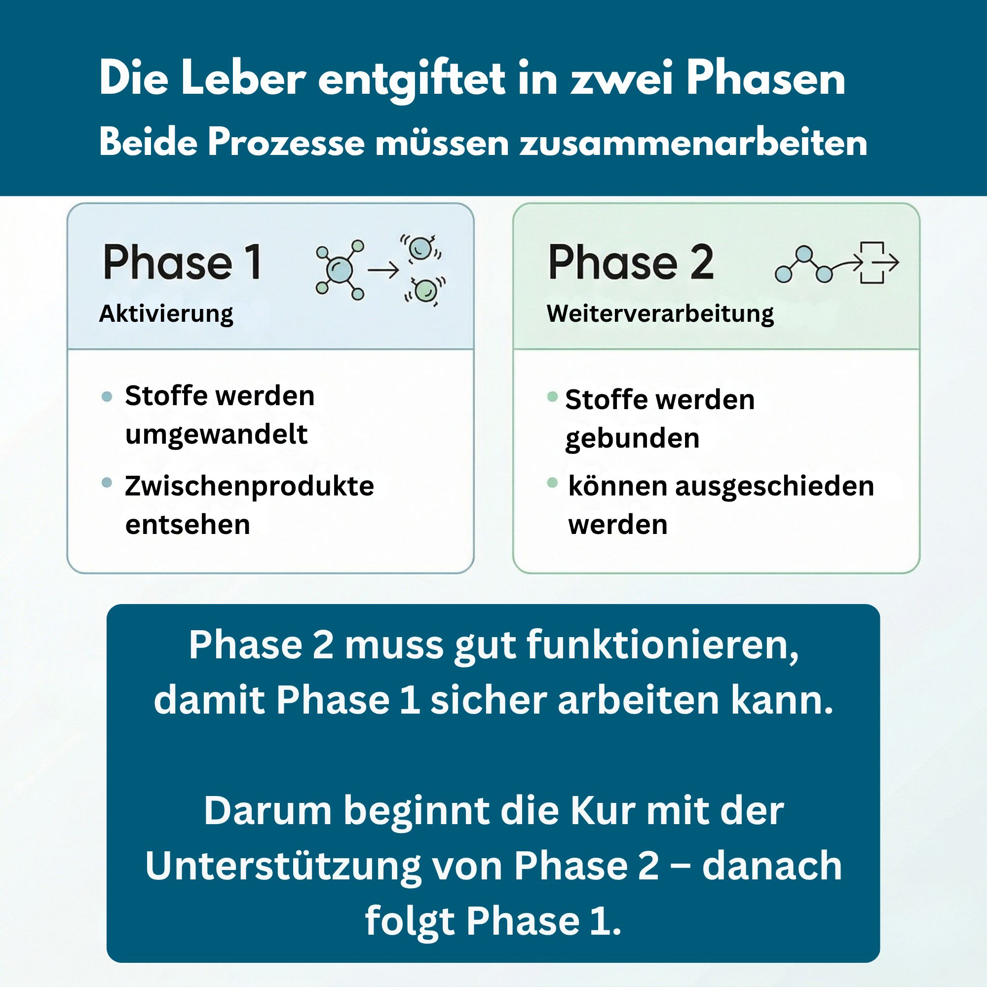 Leberentgiftung in zwei Phasen: Aktivierung und Weiterverarbeitung.