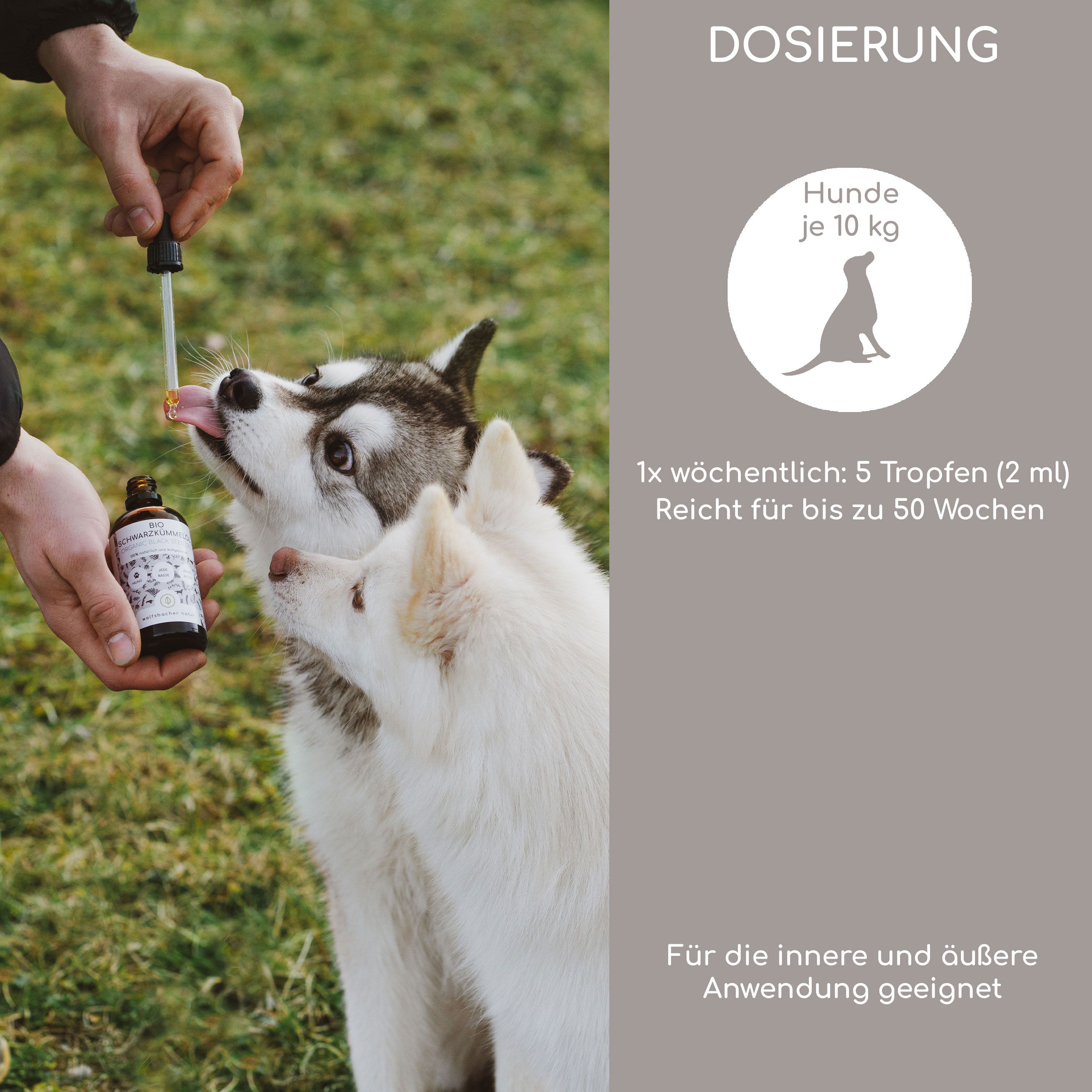 Hände geben Tropfen in Hundemaul. Dosierung: Hunde je 10 kg, 1x wöchentlich: 5 Tropfen. Produkt: BIO Schwarzkümmelöl.
