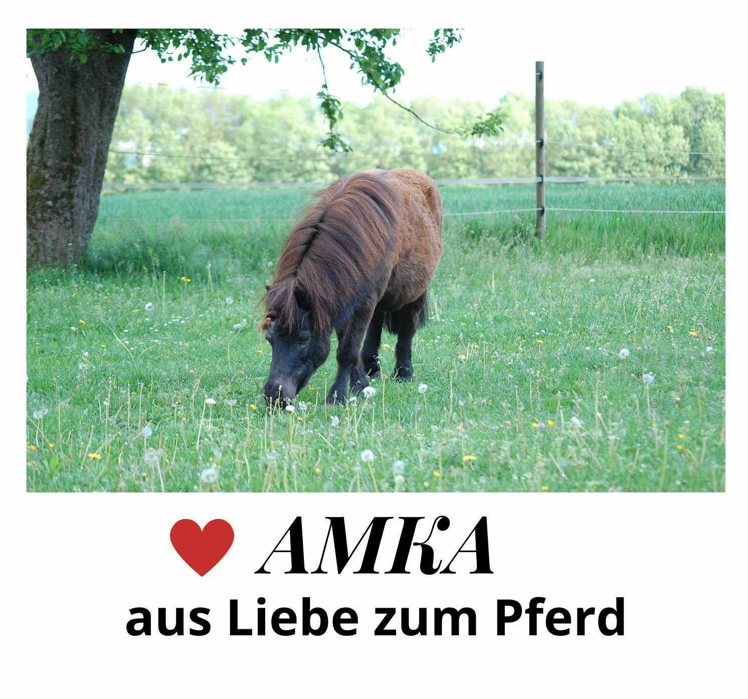 Pony auf einer Wiese. Text: AMKA aus Liebe zum Pferd.