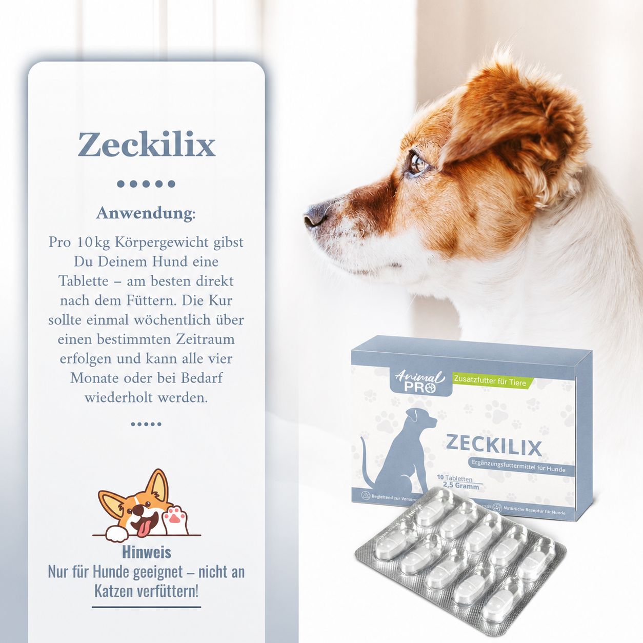 Hund schaut zur Seite. Zeckilix Verpackung und Blisterpackung mit Tabletten.