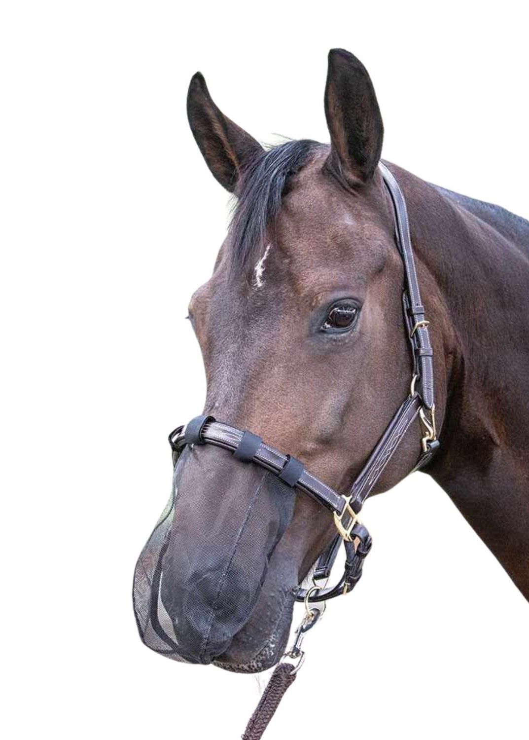 Schwarzer Nasenfliegenschutz am Pferdekopf. Schwarzes Netz, braune Lederriemen und Halfter. Goldfarbene Schnallen.