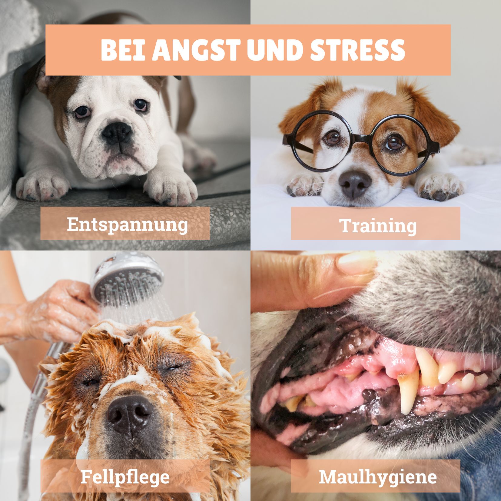 Vier Bilder: Entspannung, Training, Fellpflege, Maulhygiene. Hunde in verschiedenen Situationen, Text: "Bei Angst und Stress".