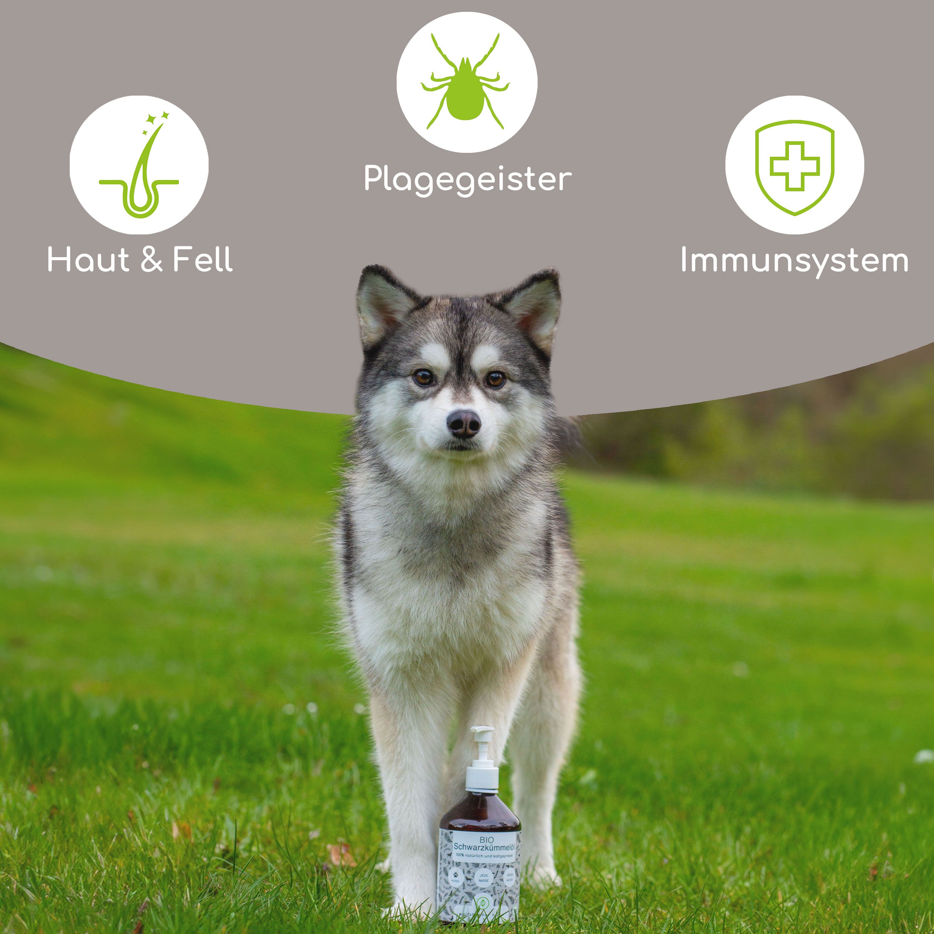 Hund steht auf einer Wiese mit einer Flasche. Auf der Flasche steht "Wolfsbacher Natur Bio Schwarzkümmelöl". Grafiken zeigen Haut & Fell, Plagegeister, Immunsystem.