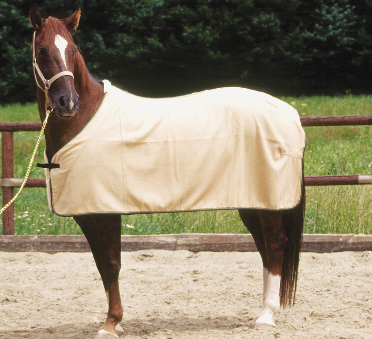 Braunes Pferd mit beiger Decke. Das Pferd steht auf einem Feld.