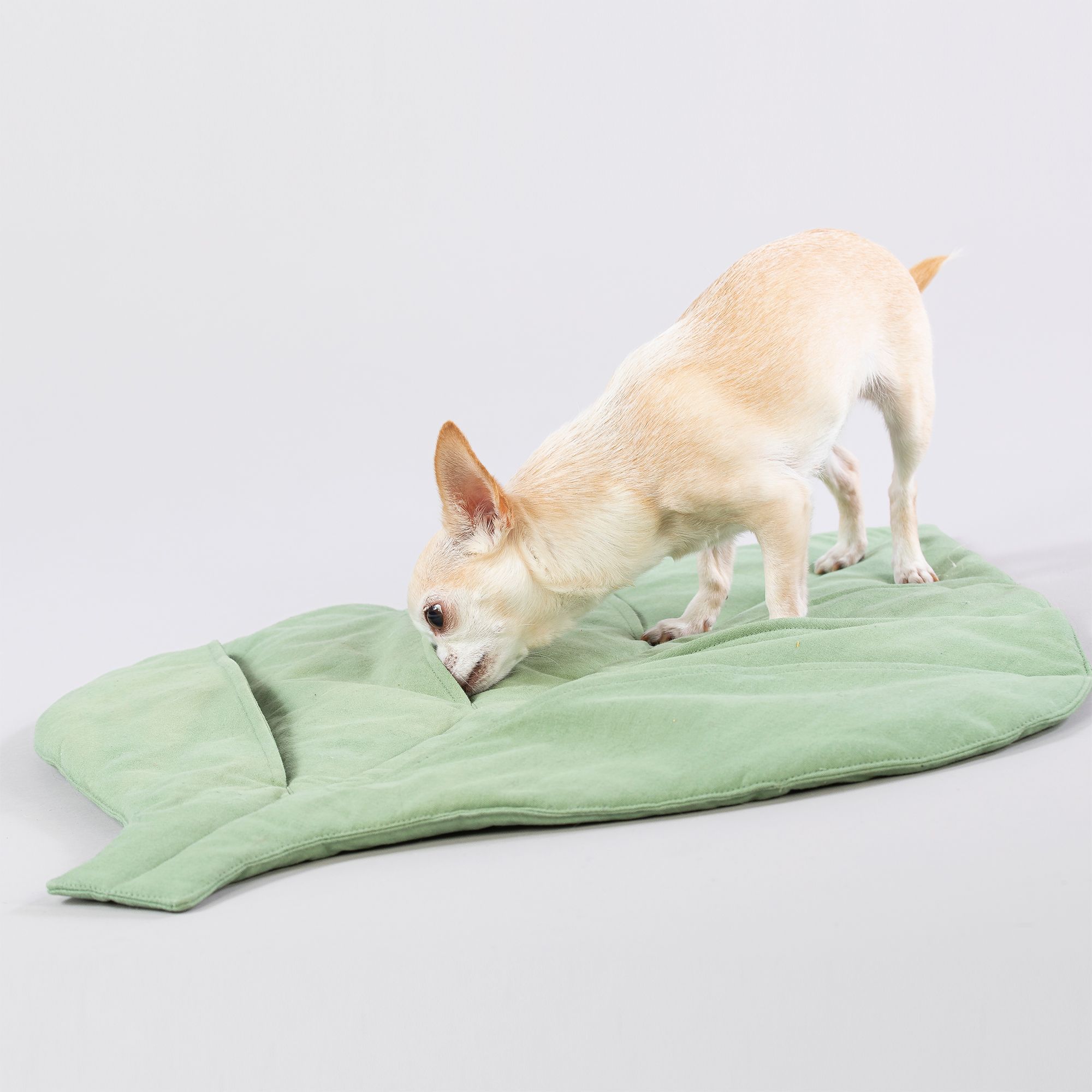 Kleiner Hund auf einer grünen, blattförmigen Matte. Der Hund schnuppert am Mattenrand.