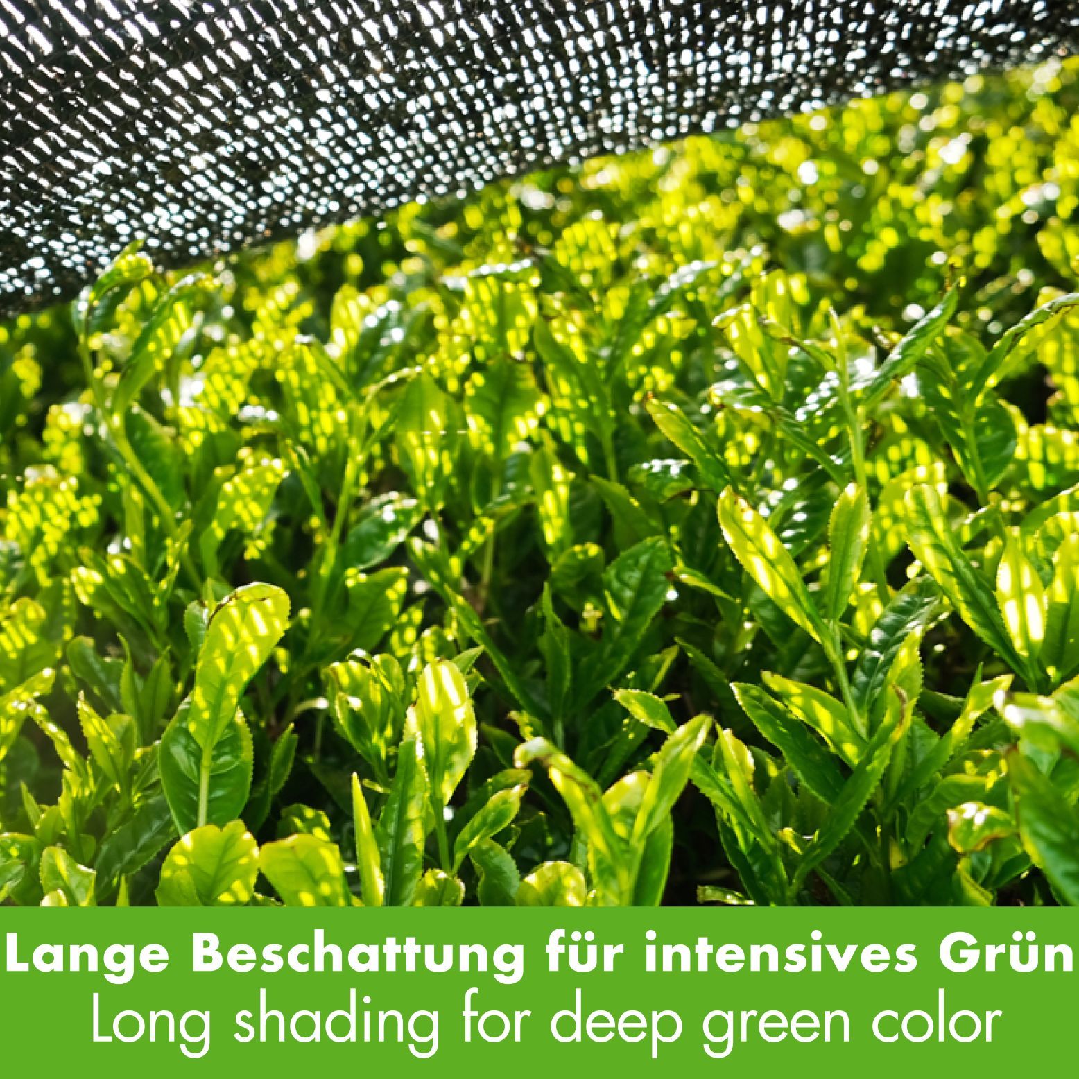 Grüne Teeblätter unter einem schwarzen Netz. Text: "Lange Beschattung für intensives Grün".