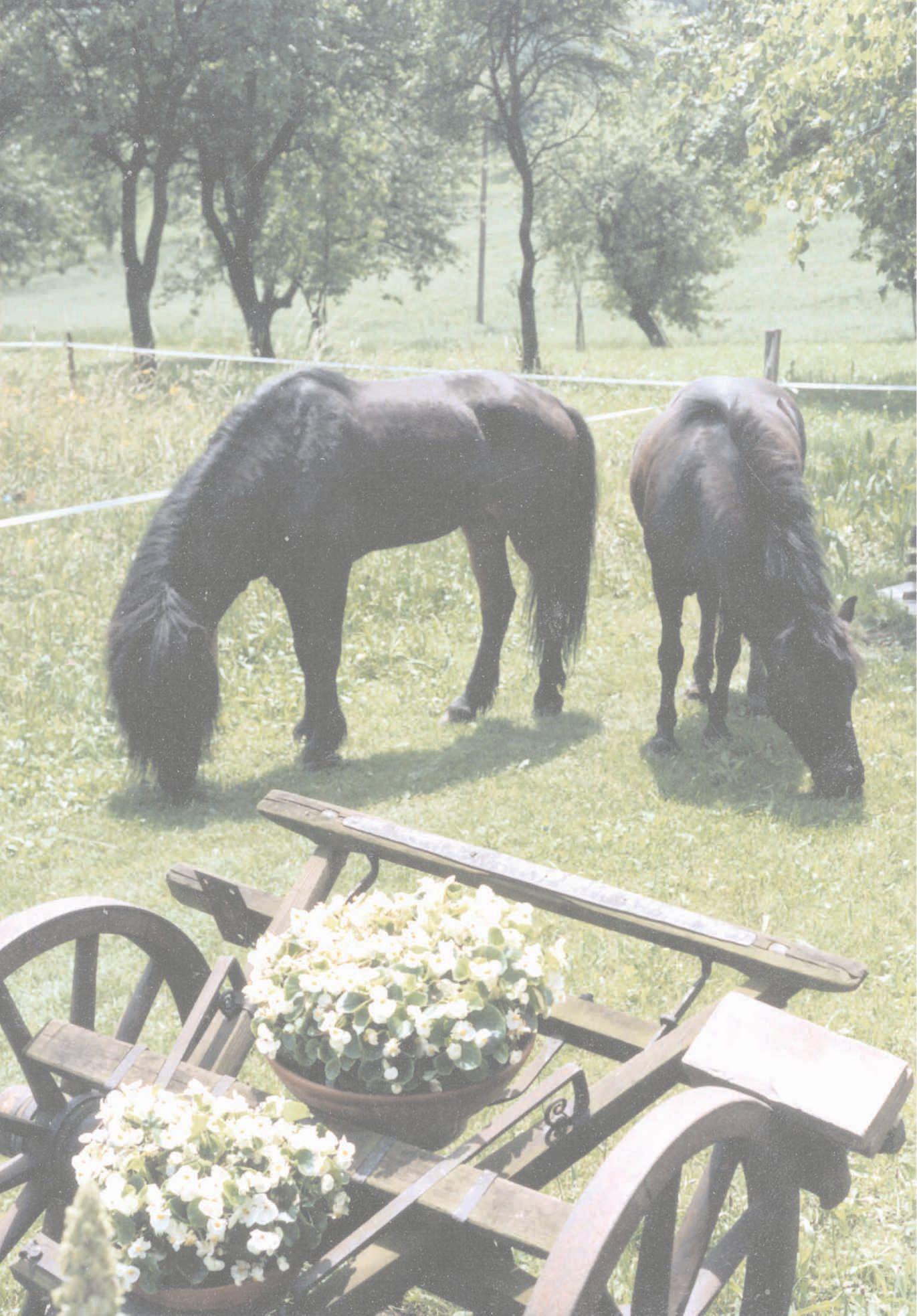 Zwei Pferde grasen auf einer Wiese. Im Vordergrund ein Holzkarren mit Blumen.