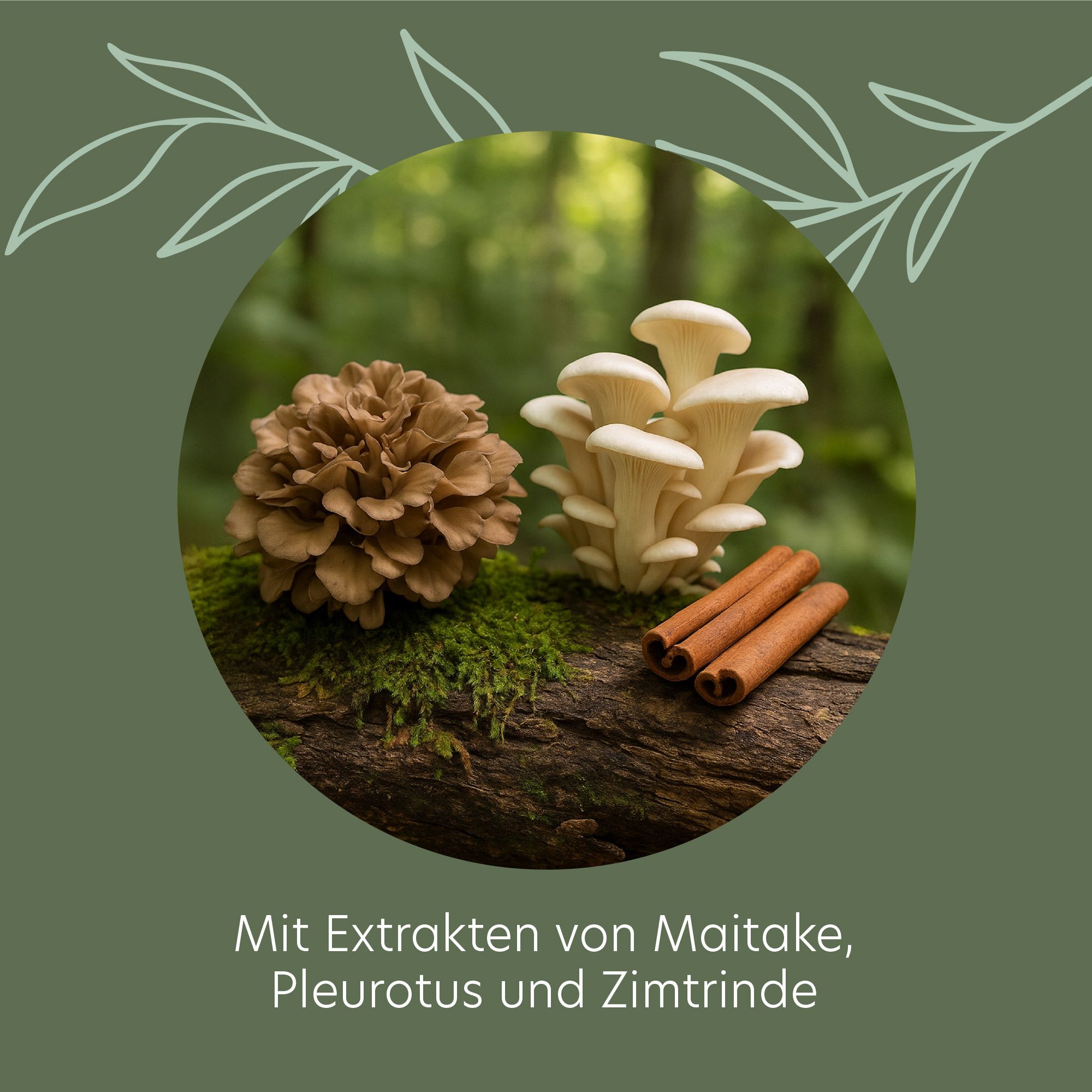 Runder Ausschnitt mit Pilzen, Zimtstangen und einem Tannenzapfen. Text: Mit Extrakten von Maitake, Pleurotus und Zimtrinde.