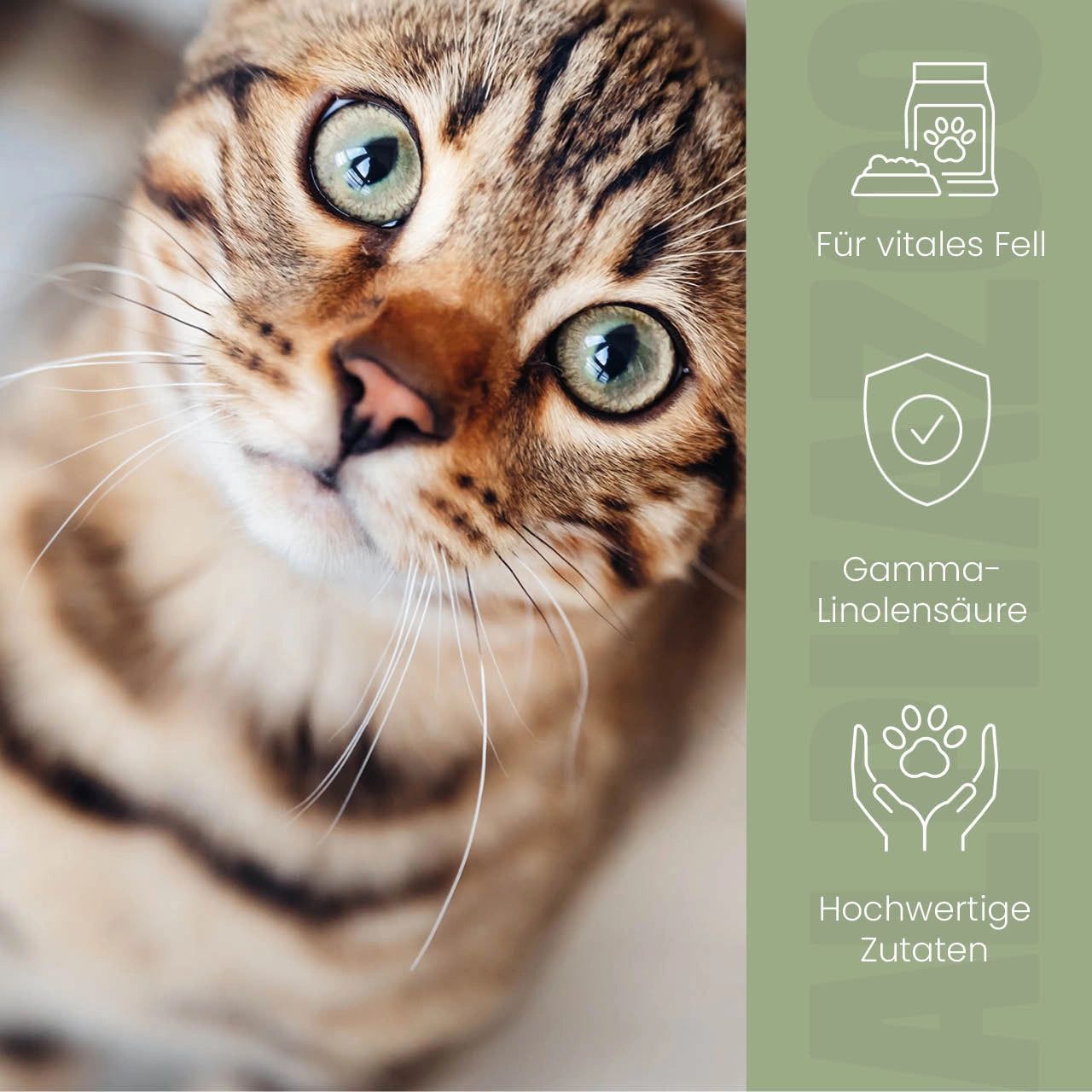 Nahaufnahme einer Katze. Text: Für vitales Fell, Gamma-Linolensäure, hochwertige Zutaten. Grüner Hintergrund.