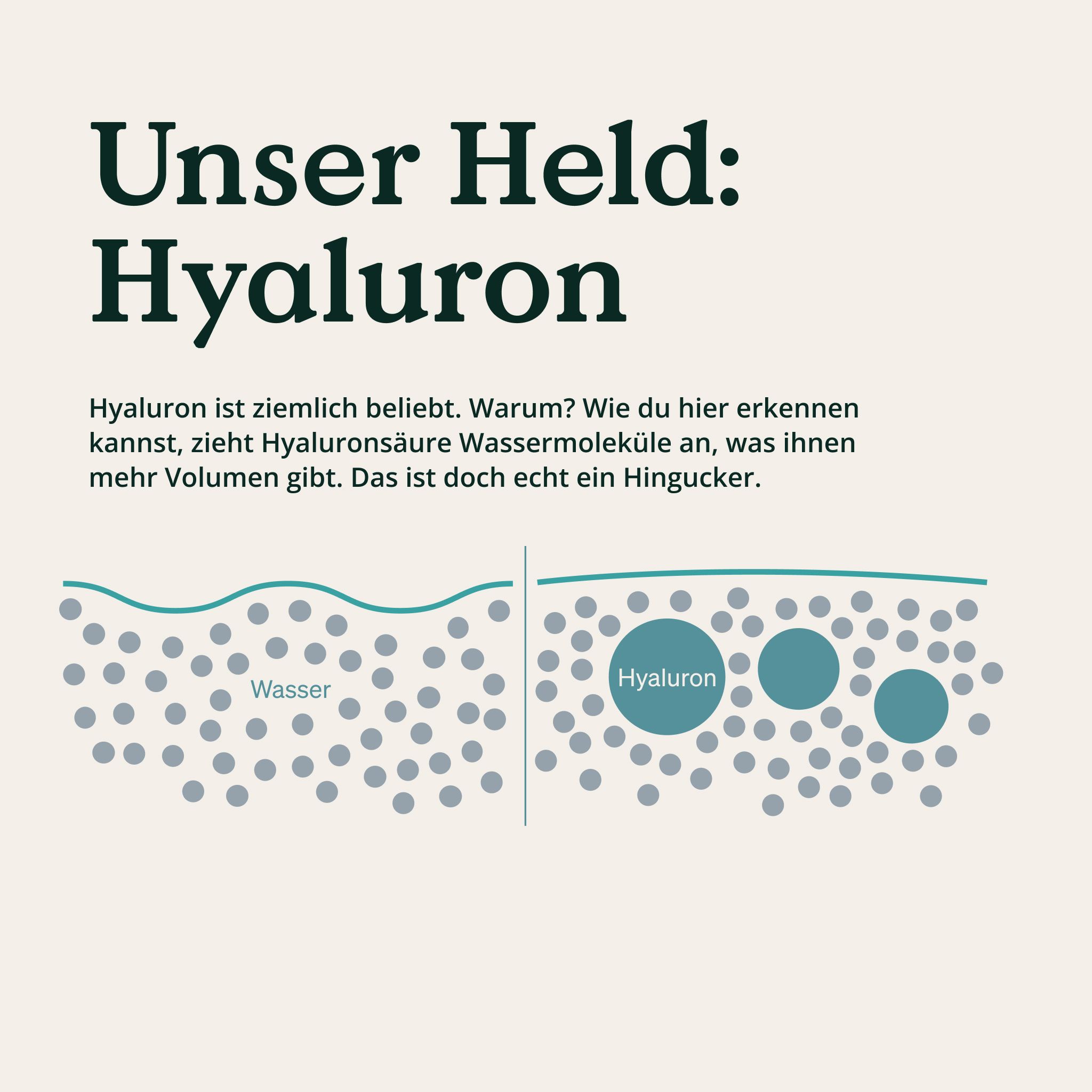 Grafische Darstellung der Wirkung von Hyaluronsäure. Wasser zieht Wassermoleküle an, gibt mehr Volumen. Hyaluron-Moleküle.