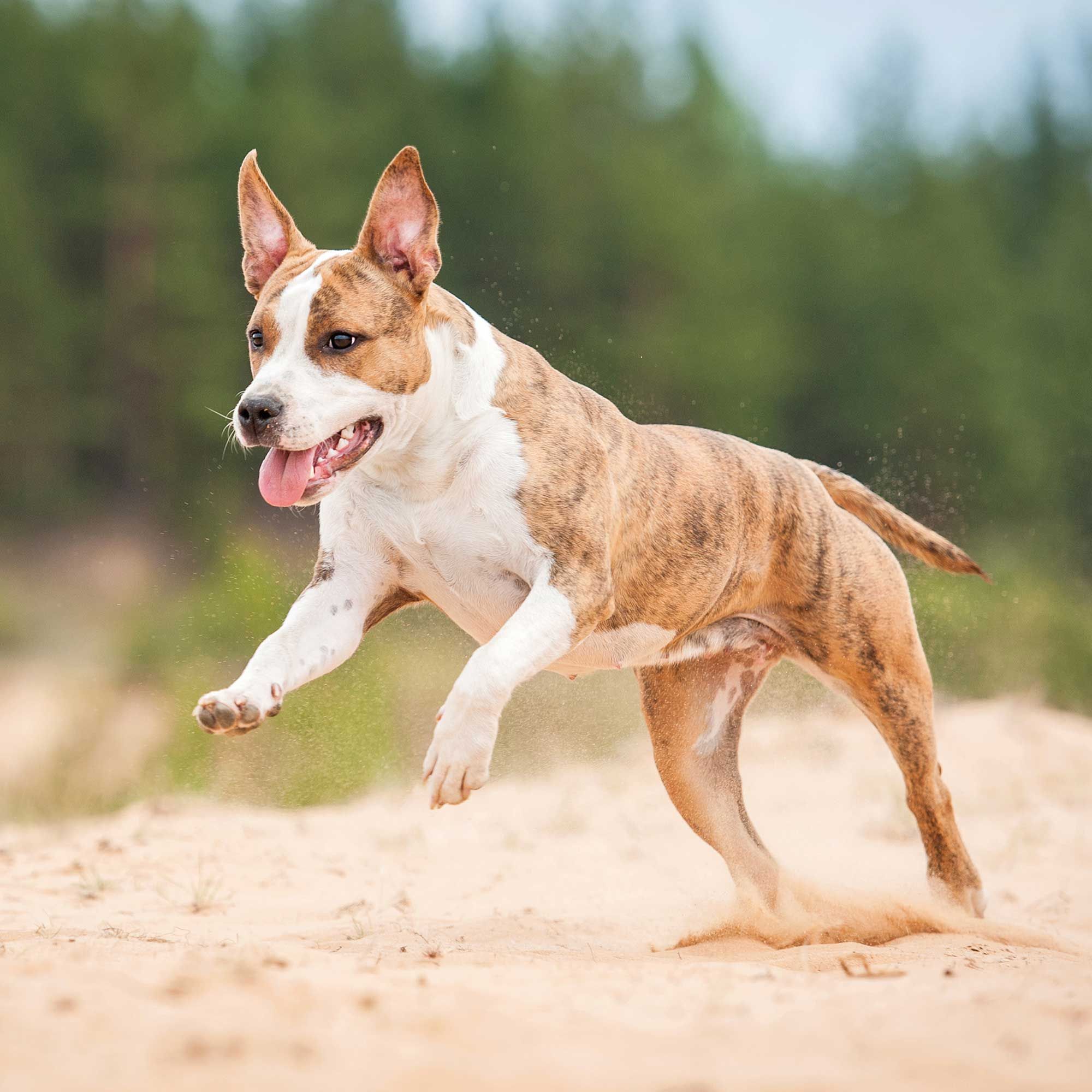 Schecker Hundefutter - 100% GLM Grünlippmuschelpulver