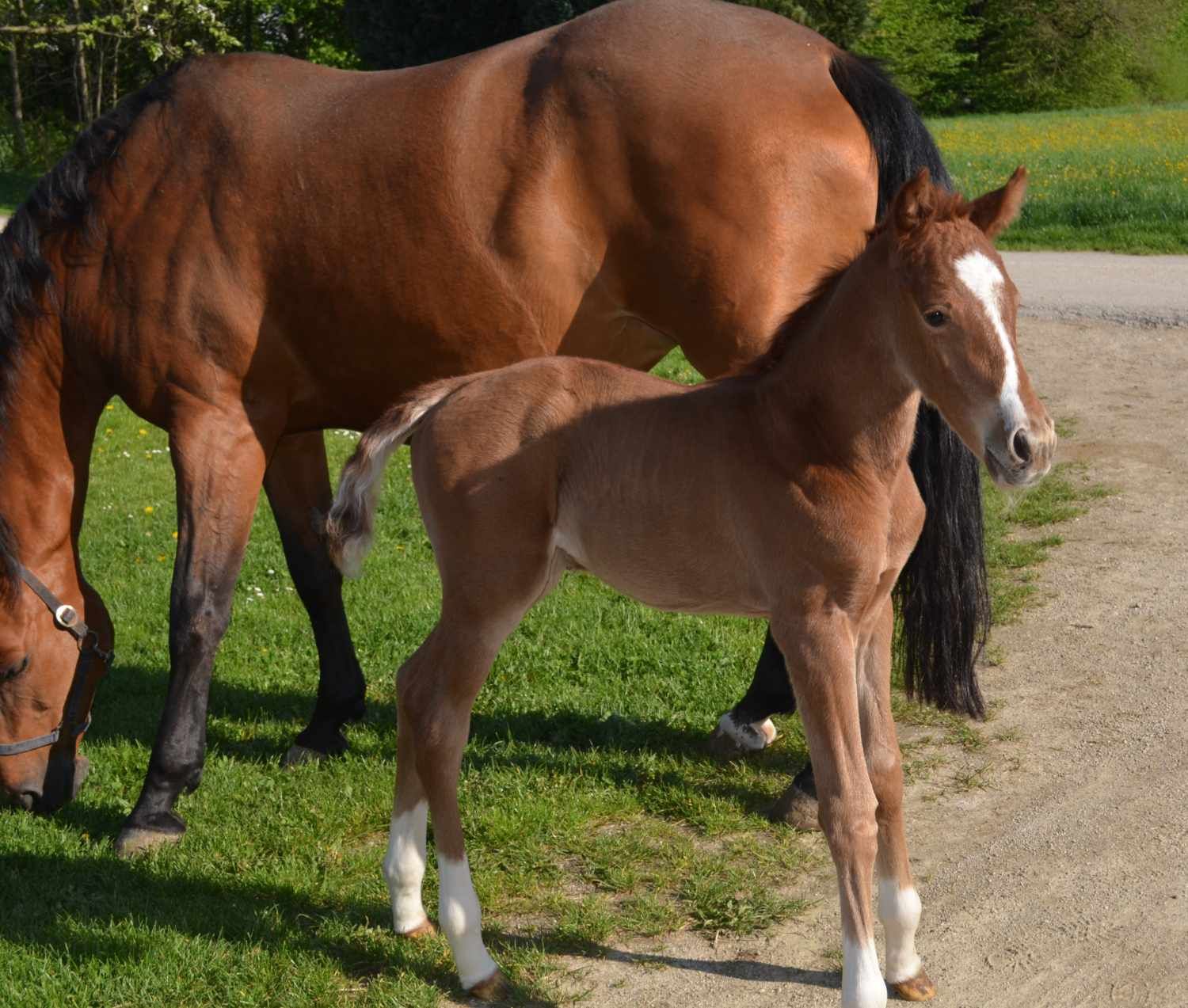 Braunes Fohlen steht neben einem braunen Pferd. Gras und Weg im Hintergrund. Fohlen mit weißem Fleck auf der Stirn.