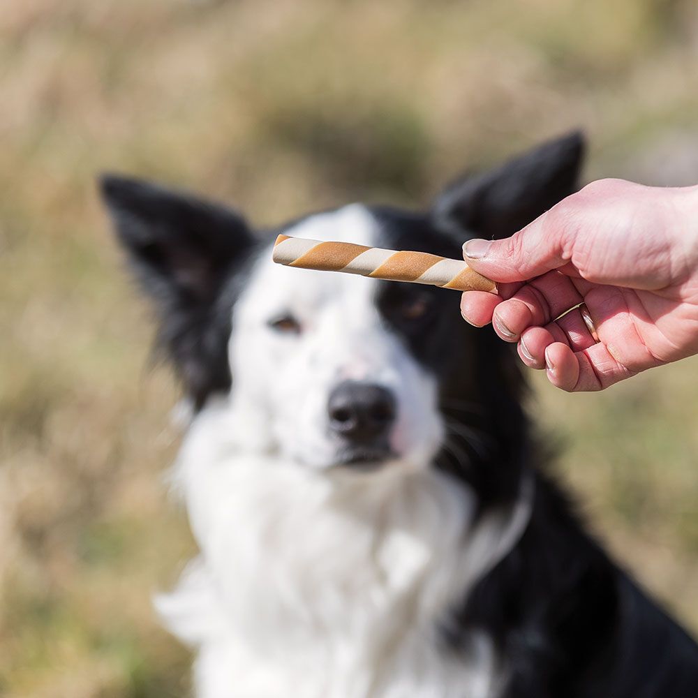 Hand hält ein Ringelröllchen vor einem Hund. Das Röllchen hat hellbraune und rotbraune Streifen.
