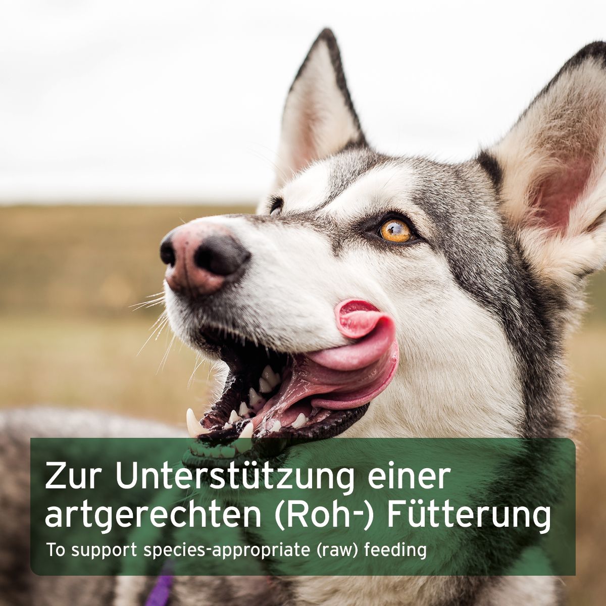 Hund leckt sich die Lippen. Text: Zur Unterstützung einer artgerechten (Roh-) Fütterung. To support species-appropriate (raw) feeding.
