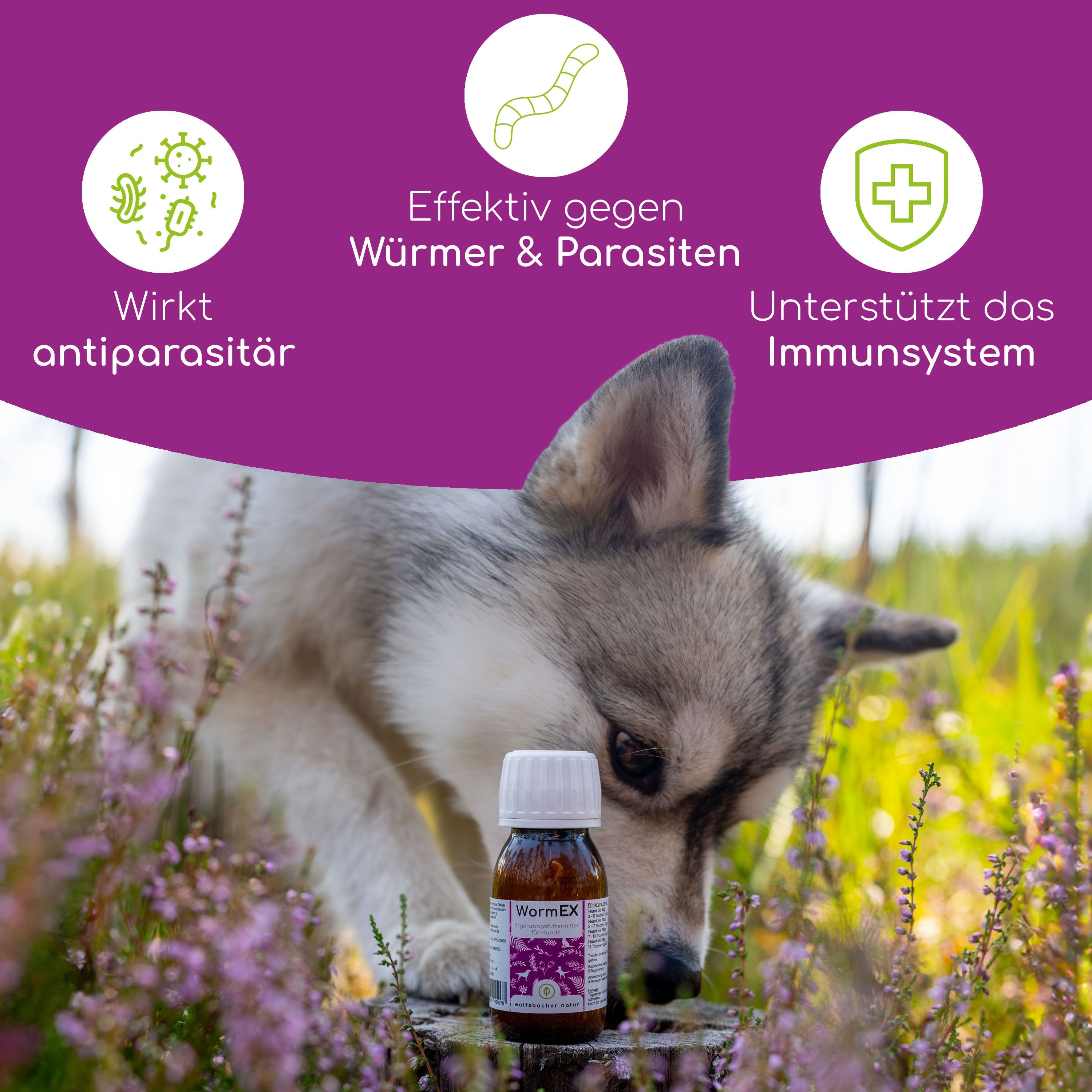 Welpe schnuppert an Flasche WormEx. Text: Wirkt antiparasitär, Effektiv gegen Würmer & Parasiten, Unterstützt das Immunsystem.