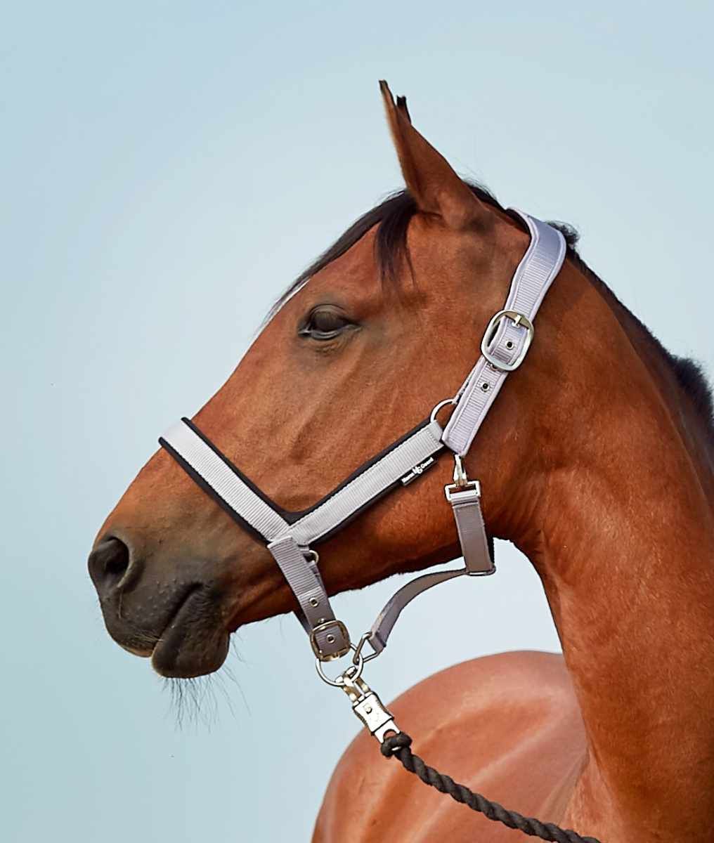Graues Nylonhalfter mit Neoprenunterlage am Pferd. Metallverschlüsse und -ringe. Schwarze Führstrick.